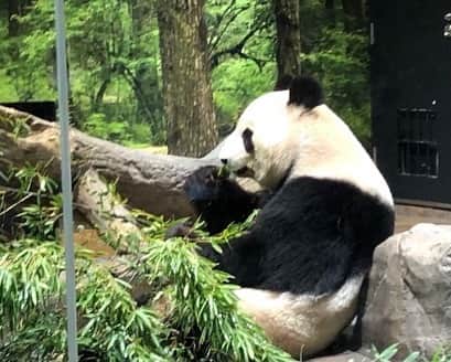 北川大介さんのインスタグラム写真 - (北川大介Instagram)「おはよう！ 先日、上野に行ってきました。 2017年6月に日本の東京都上野動物園で生まれたジャイアントパンダのシャンシャン(香香)が今年12月に中国に行って(返って)しまうので、上野動物園に逢いに行ってきました！ やっぱり大人気！ たくさんのお客様がシャンシャンに逢いに来ていました。 メチャメチャ大きく成長していました！ 元気な成長ぶりのシャンシャンにパワーをもらってきましたよ！ 皆さんにも元気パワー届け〜🤗 現在3歳のシャンシャン🐼帰国後はお相手探し、年齢的にちょうどいいタイミングなのだそうです。 中国で優しいお母さんパンダになる事でしょう(^^) 元気なレッサーパンダにも逢いましたよ！ えっ？レッサーパンダって〜 昔の名前はパンダだった！？ レッサーパンダはその昔、パンダと呼ばれていましたが、ジャイアントパンダが発見されてからはジャイアントパンダがパンダと呼ばれたために、レッサーパンダとなり現在に至っています。 レッサーは英語でlesser「小さいほうの」という意味。 レッサーパンダは「小さいほうのパンダ」です。 かわいい名前だね(^^) ちなみに中国語では、パンダが大熊猫、レッサーパンダが子熊猫ですよ〜 ・ 後日YouTubeだいちゃんねるで、上野動物園に行ってきました〜の動画配信をしますので、お楽しみに！ もちろん上野の西郷さんにもお逢いしてきました。 ・ ・ #上野 #上野動物園 #ジャイアントパンダ #パンダ #🐼 #シャンシャン #レッサーパンダ #西郷隆盛像 #北川大介 #YouTube #だいちゃんねる #えくぼ #八重歯 #リーゼント #イエーイ #顔晴ろう #一生青春 #早くコロナが収束しますように」11月10日 10時34分 - kitagawadaisuke_official