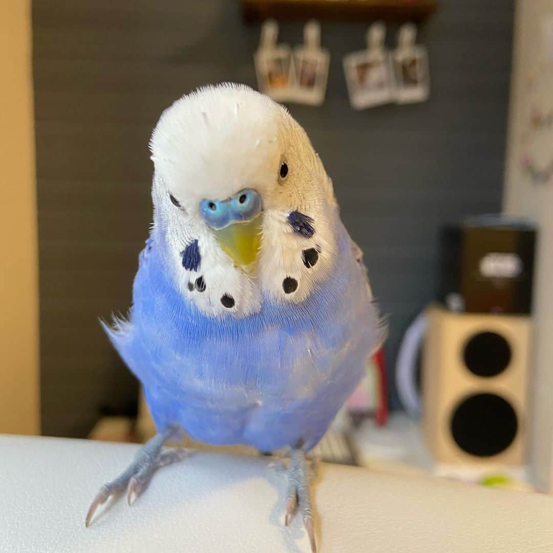 くぼたみかのインスタグラム：「11/10/2020 Happy birthday to my baby👶  少しずつ冬になるこの季節に私のところに来てくれたハッピー❤️ 名前通り、毎日毎秒幸せをくれる青い鳥です🐣 仕事中パソコンのキーボード上をトコトコ歩いて仕事できなくなったり、寝る時は嘴を背中に入れて寝たり、寒い時は片足を上げてモフモフの中に収納したりするハッピ🎉🥺 全部が愛おしいよ❤️ 私のところに来てくれてありがとう💓5歳は人間で言うと44歳くらいらしく、おじさんですが私の中ではいつまでも赤ちゃんです👶笑 健康診断行こうね🥰愛してるよハッピー🐣❤️🐣❤️ #budgerigar #birds #インコ　#セキセイインコ　#誕生日」