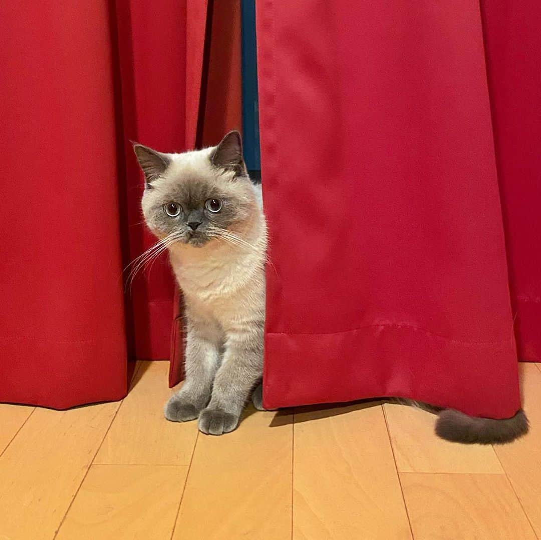 小鳥遊しほのインスタグラム：「うどんとおそばが来てからというもの、外出が少なくなる猫沼に、案の常はまった小鳥遊ですどうもこんにちわ。  猫沼、ナメてました。 底が見えません。 それにしても赤が似合う我が子たち。  さて今日は天気が良いですね。 ケニックでカレー修行を始めて早5ヶ月。もう修行云々関係なくても、キッチン業務が楽しくてただただ出勤したいみたいな沼にはまってきてます。笑  今日もケニック。 たべにきてね。  小鳥遊スペシャルは5種のきのことトマトのマリネです。昼間から乾杯もお待ちしてます。いぇい」