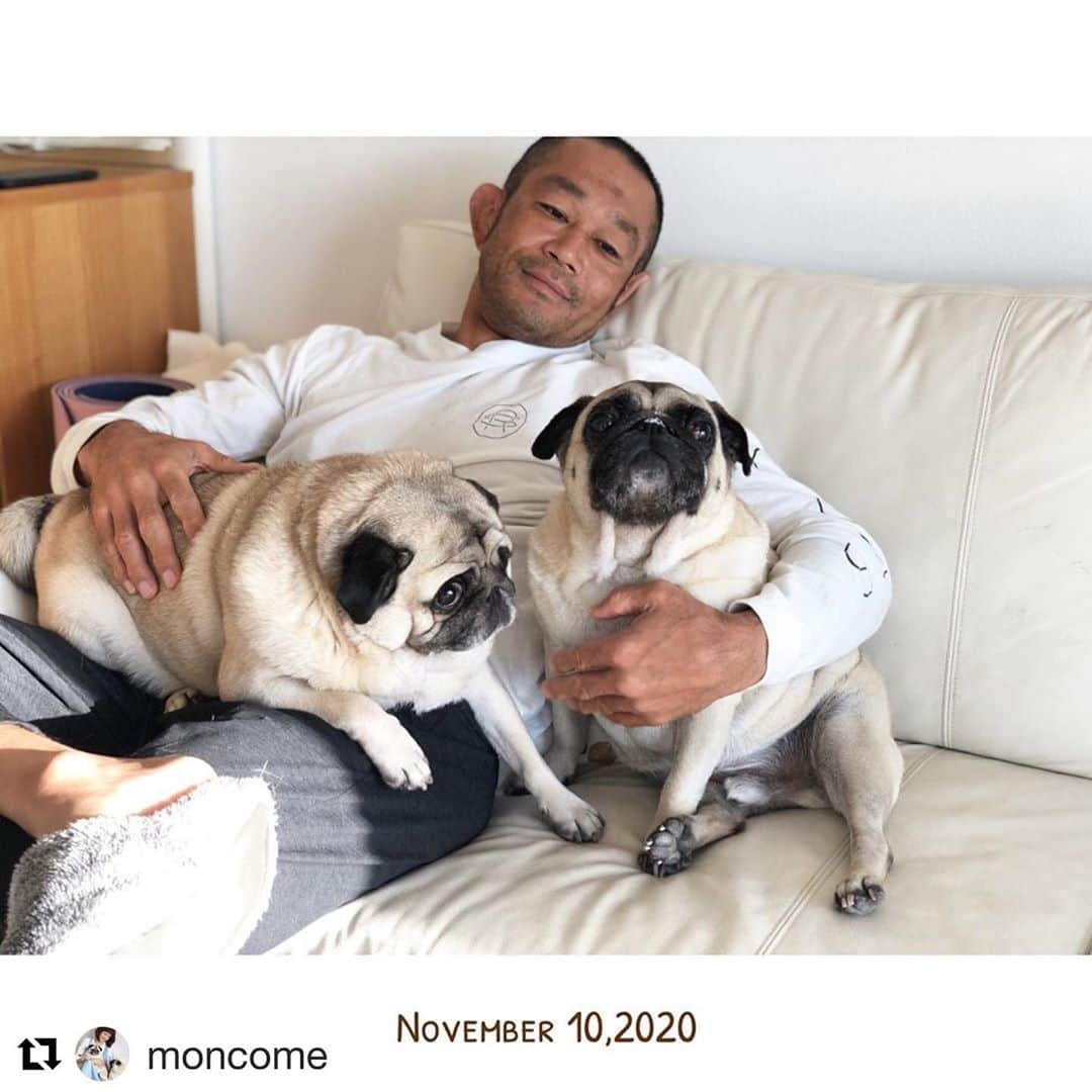 佐藤ルミナさんのインスタグラム写真 - (佐藤ルミナInstagram)「Grandfather and grandchildren🤣 @shooto_gym_roots ロンTも絶賛発売中🤙 #puglife #chuckとharry  #Repost @moncome with @get_repost ・・・ 孫を愛でるおじいちゃん🐷👴🏾🐷﻿ @ruminasato ﻿ ハリ君パパの所へはあまり行きません。今朝はシワケアから逃れるためによじ登ってました😂﻿ ﻿ふたりが来てくれて嬉しそうなパパ❤  #チャックハリー﻿ #310Chuck  #310Harry﻿ #pug #dog #犬 #パグ」11月10日 10時41分 - ruminasato