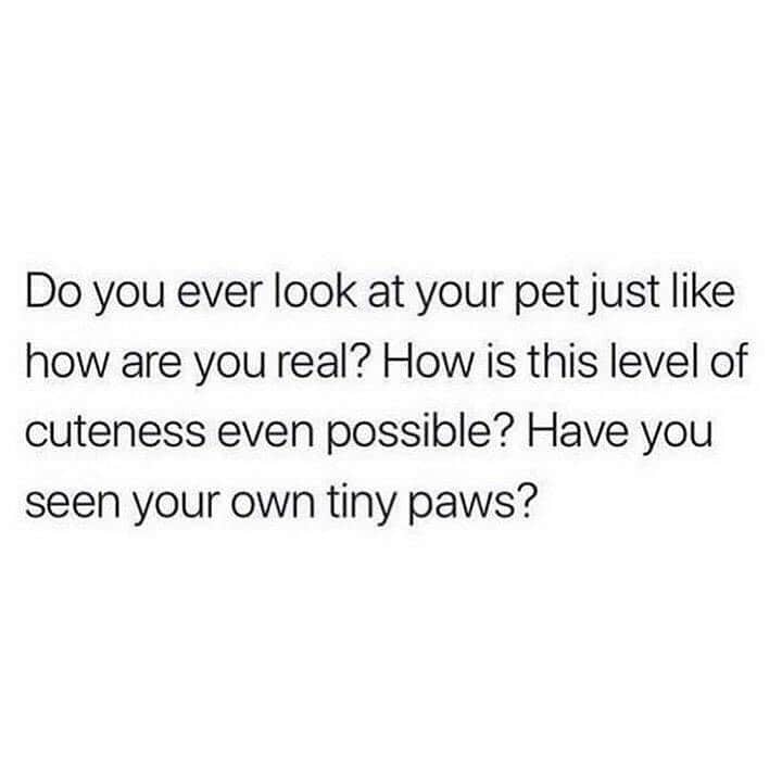 The Cats Of Instagramのインスタグラム：「Every day. Tag your cat 💕 (Credit: Unknown)」