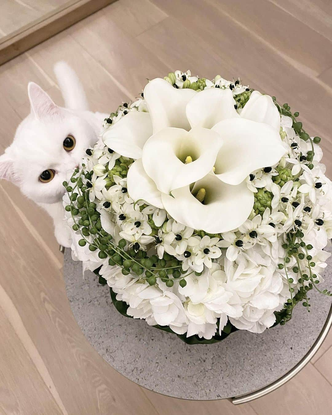 西澤絵理さんのインスタグラム写真 - (西澤絵理Instagram)「. 誕生日でいただいたお花🤍  #birthday #gift #cat #harrywinston」11月10日 10時52分 - eriyogacat