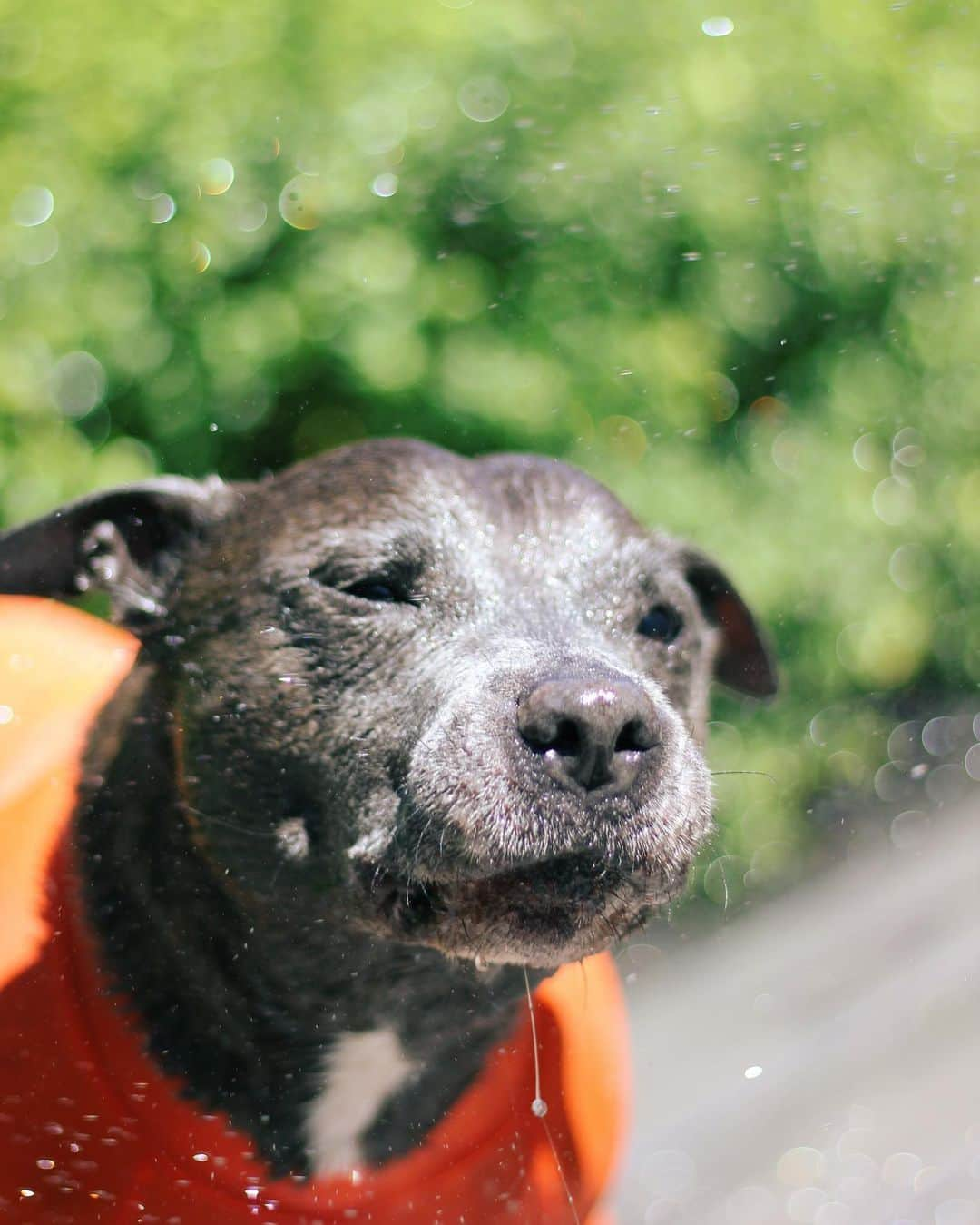 DARREN&PHILLIPさんのインスタグラム写真 - (DARREN&PHILLIPInstagram)「Its spring time de sun is out and I am a happie water piggy. ☀️💦🐷 Here are some of my favourite water pig faces which one is ur favourite?」11月10日 11時04分 - the_blueboys