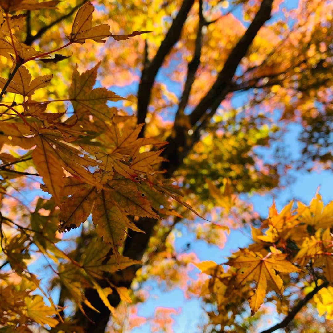 サトウヒロコさんのインスタグラム写真 - (サトウヒロコInstagram)「🍁 乾燥してるけど、みなさま風邪ひいてないですか？うがい手洗い。こまめな水分補給✨  昨日は下弦の月が見られると、張り切っていたのに、下弦の月になる13:00頃は、すっかり忘れてゆっくりしてしまった（笑）  秋もそろそろ里に降りてきたよ🍁  #サトウヒロコ #サトウヒロコスケジュール #hirokosato #秋 #秋晴れ #下弦の月 #イチョウ #もみじ   ‪『サトウヒロコ Birthday Live 2020＊GOTOしちゃう？ありがとう！天窓で20回目スペシャル＊』  ★2020/12/13(日) ＠恵比寿天窓.switch 有観客&配信ライブ！ 12:00op／12:30st  ＜入場チケット＞ ￥3,500（1ドリンク別途￥600） 予約ページ：https://t.livepocket.jp/e/aciyv  ※開場前の密集を避けるため、ご入場は整理番号順でのご案内となります。 ※小学生まで入場無料  ＜配信チケット＞ ￥2,000 販売ページ：https://twitcasting.tv/ebisu_switch/shopcart/36957  ＜出演＞ vocal.guitar. サトウヒロコ piano.高山和芽 bass.山崎洋 dram.関慶和  ＝＝＝＝＝＝＝＝＝＝ 【レギュラー情報】  ★とちぎテレビ 『イブ6プラス』 月曜-金曜 18:00-19:00 第1、5週 金曜 ゲスト出演。 https://www.tochigi-tv.jp/program/list.php  ★とちぎテレビ 『満喫！とちぎ日和』 【本放送】毎週月曜 19:00 【再放送】毎週木曜 20:00 ■東京MXテレビ(MX2) ■群馬テレビ ■KBS京都 https://www.tochigi-tv.jp/program/?id=720  ※バックナンバーはこちらから http://www.pref.tochigi.lg.jp/tib/2ch/tochigihiyori/index.html  ★CRT栃木放送 FM94.1MHz / AM 1530kHz(県央) 1062kHz(両毛) 864kHz(県北) 『サトウヒロコ de SHOW Neo!!』 本放送：毎週日曜 20:00 〒320-8601 栃木放送『サトウヒロコ de SHOW Neo!!』係 メール：radio@hiroko310.com CRT web：http://www.crt-radio.co.jp  ★『東京動画』 東京都のオフィシャルサイト内の東京都を宣伝する動画『東京動画』に出演しました！  https://tokyodouga.jp/6xW-Sinvxe8.html  【お知らせ】 ★あなただけの歌や会社のテーマソングのご依頼 詳しくはこちら。 http://urx.space/XqoP  ★YouTube チャンネル登録はこちらから https://www.youtube.com/user/sswhiroko310」11月10日 11時06分 - satohiroko1208