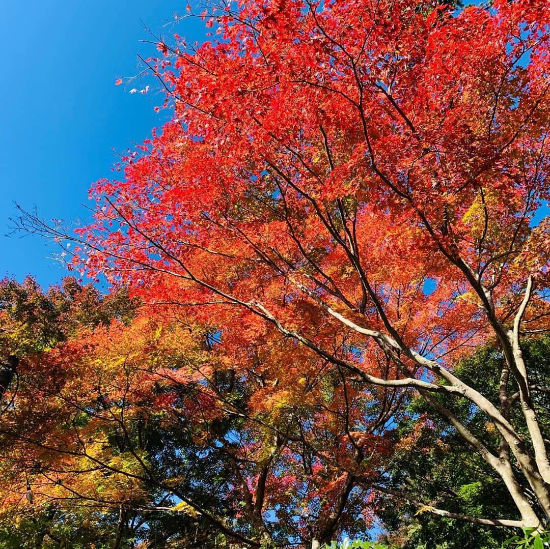 サトウヒロコのインスタグラム：「🍁 乾燥してるけど、みなさま風邪ひいてないですか？うがい手洗い。こまめな水分補給✨  昨日は下弦の月が見られると、張り切っていたのに、下弦の月になる13:00頃は、すっかり忘れてゆっくりしてしまった（笑）  秋もそろそろ里に降りてきたよ🍁  #サトウヒロコ #サトウヒロコスケジュール #hirokosato #秋 #秋晴れ #下弦の月 #イチョウ #もみじ   ‪『サトウヒロコ Birthday Live 2020＊GOTOしちゃう？ありがとう！天窓で20回目スペシャル＊』  ★2020/12/13(日) ＠恵比寿天窓.switch 有観客&配信ライブ！ 12:00op／12:30st  ＜入場チケット＞ ￥3,500（1ドリンク別途￥600） 予約ページ：https://t.livepocket.jp/e/aciyv  ※開場前の密集を避けるため、ご入場は整理番号順でのご案内となります。 ※小学生まで入場無料  ＜配信チケット＞ ￥2,000 販売ページ：https://twitcasting.tv/ebisu_switch/shopcart/36957  ＜出演＞ vocal.guitar. サトウヒロコ piano.高山和芽 bass.山崎洋 dram.関慶和  ＝＝＝＝＝＝＝＝＝＝ 【レギュラー情報】  ★とちぎテレビ 『イブ6プラス』 月曜-金曜 18:00-19:00 第1、5週 金曜 ゲスト出演。 https://www.tochigi-tv.jp/program/list.php  ★とちぎテレビ 『満喫！とちぎ日和』 【本放送】毎週月曜 19:00 【再放送】毎週木曜 20:00 ■東京MXテレビ(MX2) ■群馬テレビ ■KBS京都 https://www.tochigi-tv.jp/program/?id=720  ※バックナンバーはこちらから http://www.pref.tochigi.lg.jp/tib/2ch/tochigihiyori/index.html  ★CRT栃木放送 FM94.1MHz / AM 1530kHz(県央) 1062kHz(両毛) 864kHz(県北) 『サトウヒロコ de SHOW Neo!!』 本放送：毎週日曜 20:00 〒320-8601 栃木放送『サトウヒロコ de SHOW Neo!!』係 メール：radio@hiroko310.com CRT web：http://www.crt-radio.co.jp  ★『東京動画』 東京都のオフィシャルサイト内の東京都を宣伝する動画『東京動画』に出演しました！  https://tokyodouga.jp/6xW-Sinvxe8.html  【お知らせ】 ★あなただけの歌や会社のテーマソングのご依頼 詳しくはこちら。 http://urx.space/XqoP  ★YouTube チャンネル登録はこちらから https://www.youtube.com/user/sswhiroko310」