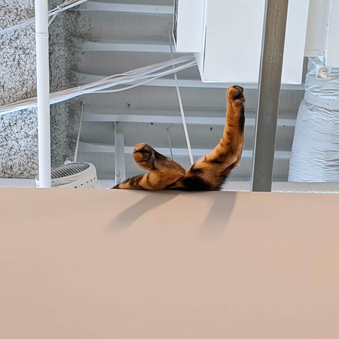 三浦瑠麗さんのインスタグラム写真 - (三浦瑠麗Instagram)「これってさすがにだらしなくない？ #猫のいる暮らし #ベンガル猫」11月10日 11時25分 - lullymiura