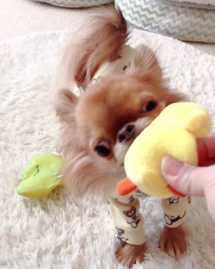 kayoのインスタグラム：「* * * 今日はちゃぶいから パジャマ着てます😂❄️ * * kulio❤️ * * #chihuahua#chihuahualove#dogstgram#dog#instadog#チワワ#チワワ大好き#チワワのいる暮らし * * *」