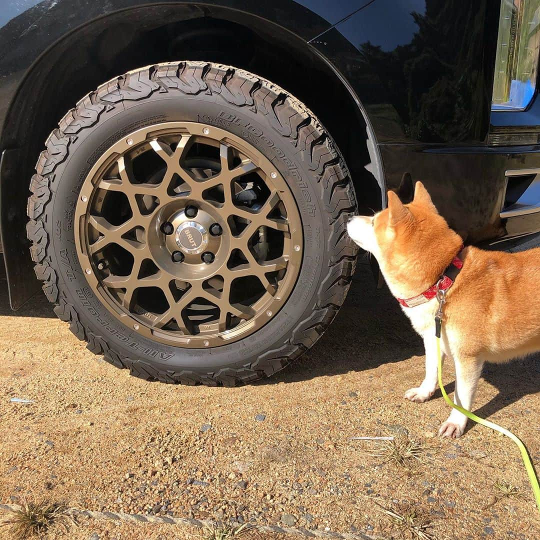 柴犬小春さんのインスタグラム写真 - (柴犬小春Instagram)「秋晴れが気持ちいい！🍁 #いぬのいる暮らし #新型デリカ #brutwheels #bfgoodrich」11月10日 11時58分 - kohachannel