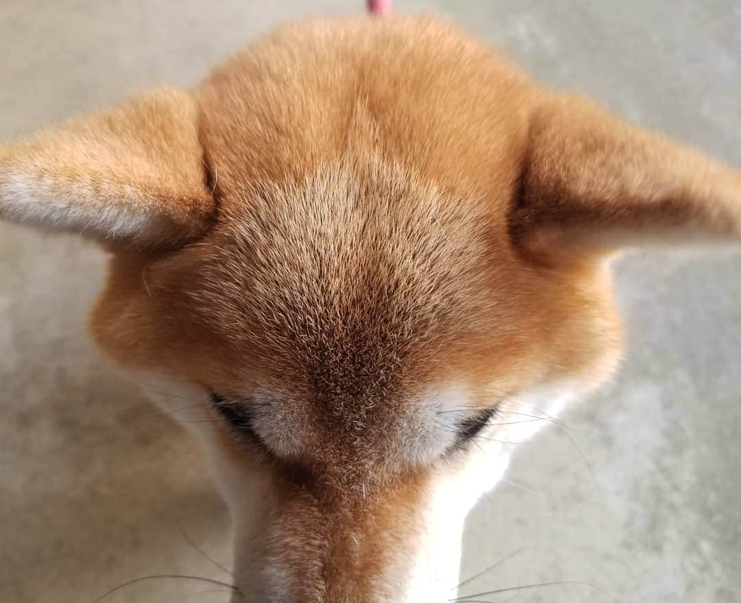 柴犬たま Shibainu Tamaのインスタグラム