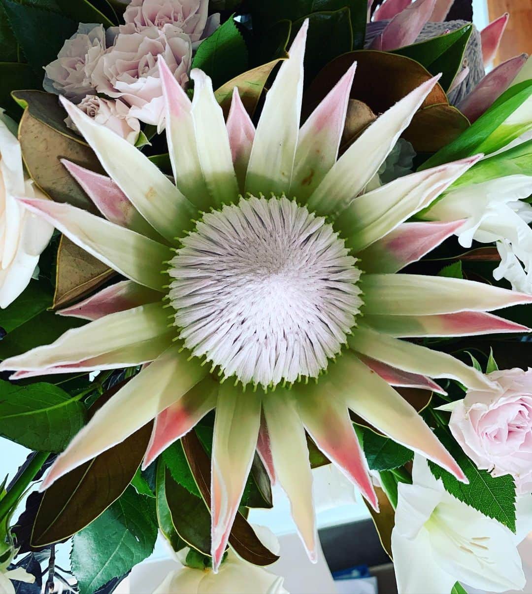 ダニア・ラミレスさんのインスタグラム写真 - (ダニア・ラミレスInstagram)「Soft and Vibrant.  Vulnerable and Beautiful.#daniacs #flower #livelovelife what do you see?」11月10日 12時19分 - daniajramirez