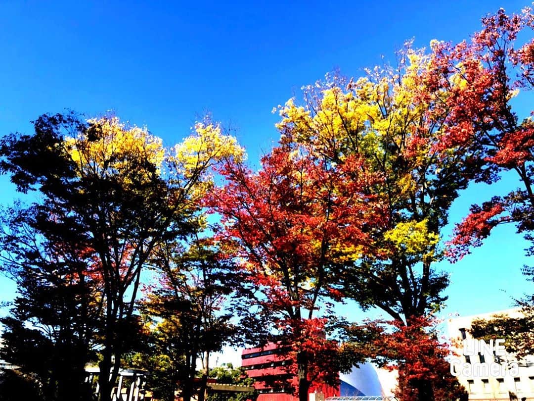 小柳“Cherry”昌法さんのインスタグラム写真 - (小柳“Cherry”昌法Instagram)「そういえば 頭を少し変えてみました！どお？www また色は変わっていくでしょう！^_^ そんなこんなで"モグラくん！"なう。。。 学校中庭の木々も紅葉しているね。 四季はどんどん移り変わっていく。 夜までGAMBAっす！！ 😉 #小柳Cherry昌法 #drummer_cherry #ドラマー #tamadrums #evans #zildjian #洗足学園音楽大学」11月10日 12時20分 - cherry_drummer