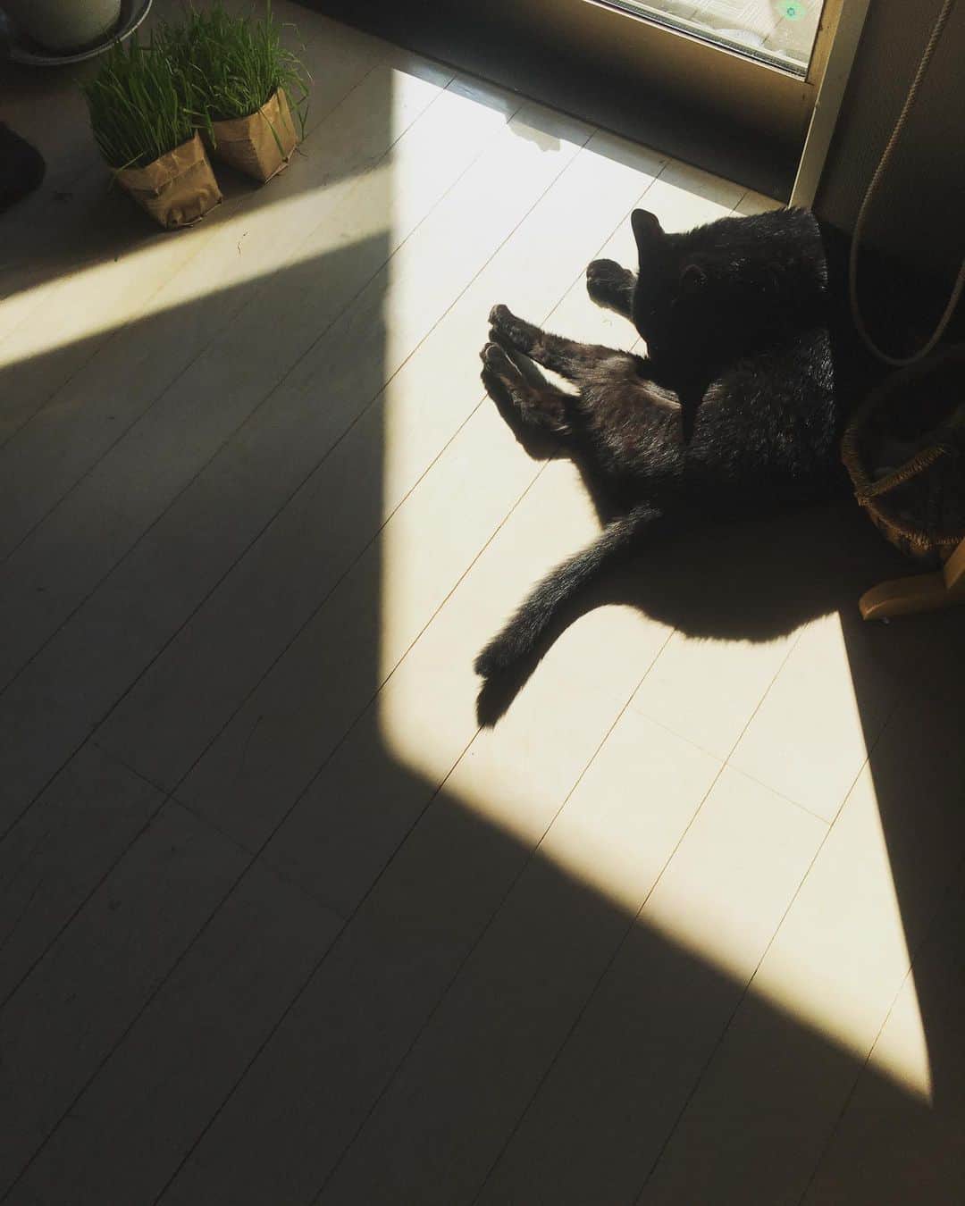 猫沢エミさんのインスタグラム写真 - (猫沢エミInstagram)「黒猫は、身であり影である。  #ピガ兄」11月10日 12時25分 - necozawaemi