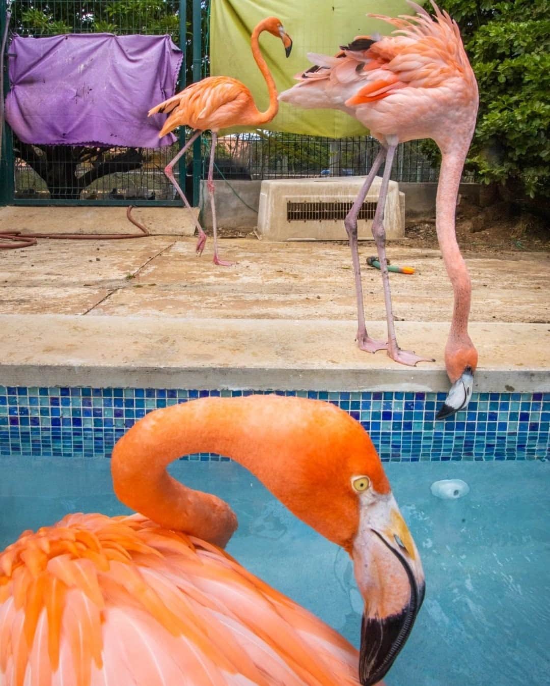 ナショナルジオグラフィックさんのインスタグラム写真 - (ナショナルジオグラフィックInstagram)「Photo by @jasperdoest / Rescue bird Bob (foreground) seems to enjoy the pool. The two flamingos in the back each had a wing amputated and similarly wouldn't survive in the wild, so they hang out with Bob in their private saltwater pool—flamingos normally hang out in family groups. Follow @jasperdoest to learn more about Flamingo Bob. #flamingobob #meetbob #flamingo #birdrescue #poolflamingo  Check out Nat Geo's link in bio for more on this story.」11月10日 12時34分 - natgeo