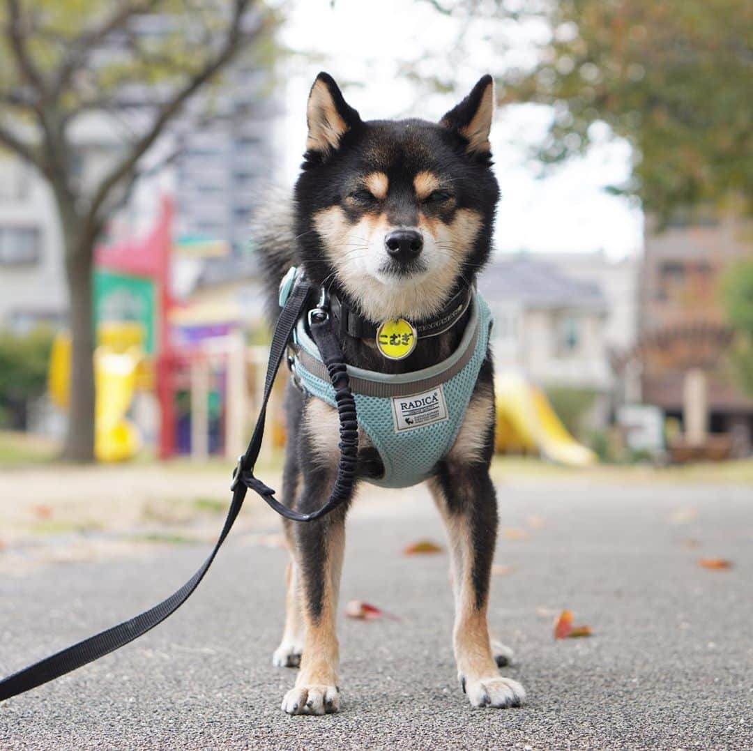 のインスタグラム：「今朝は、ママちんとお散歩したよ🐾🐾真顔なので、楽しそうに見えないかもだけど、楽しかったよ😁2020.11.10  2021年黒豆柴こむぎの卓上カレンダー🗓の予約受付中‼️プロフィールから、予約専用サイトに飛べるよ。ぜひ、ボクのカレンダーで新年を迎えてね😉  #黒豆柴こむぎカレンダー #お散歩大好き #黒豆柴こむぎ #黒豆柴 #豆柴 #黒柴 #黑柴 #柴犬 #柴 #まめしば #しばいぬ #mameshiba #kuroshiba #shibainu #shiba #shibalove #shibalovers #shibastagram #shiba_snap #shibasofinstagram #ふわもこ部 #pecoいぬ部 #いぬら部 #proudshibas #thedailyshibainu #ここ柴部 #いぬのきもち #todayswanko #rakutenpet #9gagcute」