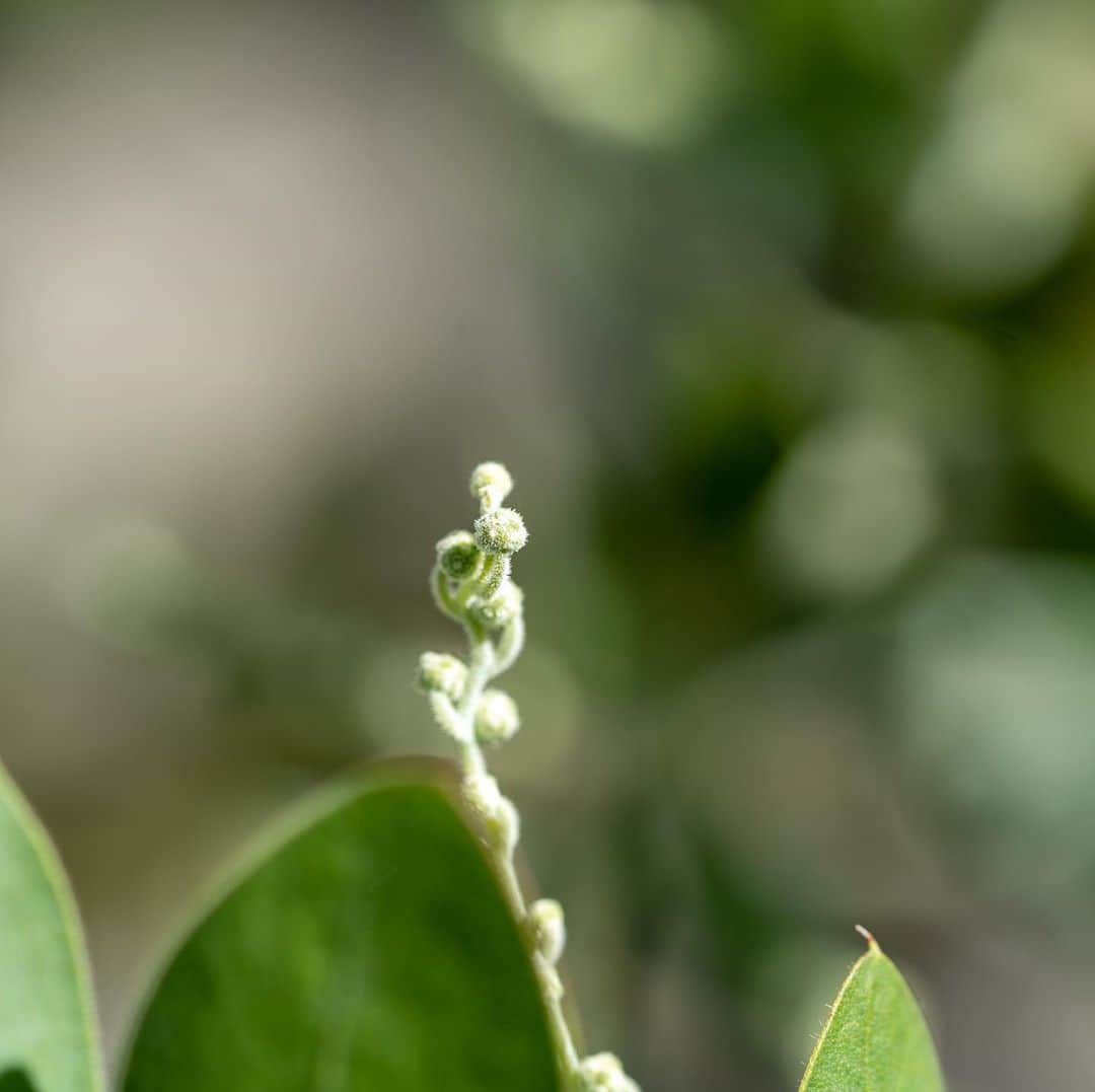 近藤研二さんのインスタグラム写真 - (近藤研二Instagram)「一昨年の春に植えたミモザの苗が背丈ほどの大きさに成長し、小さな蕾をつけた。来春こそは花を咲かせてくれそうだ。  拙者の接写祭り、またいつか。  #ミモザ #パールアカシア」11月10日 12時52分 - kenjikond0