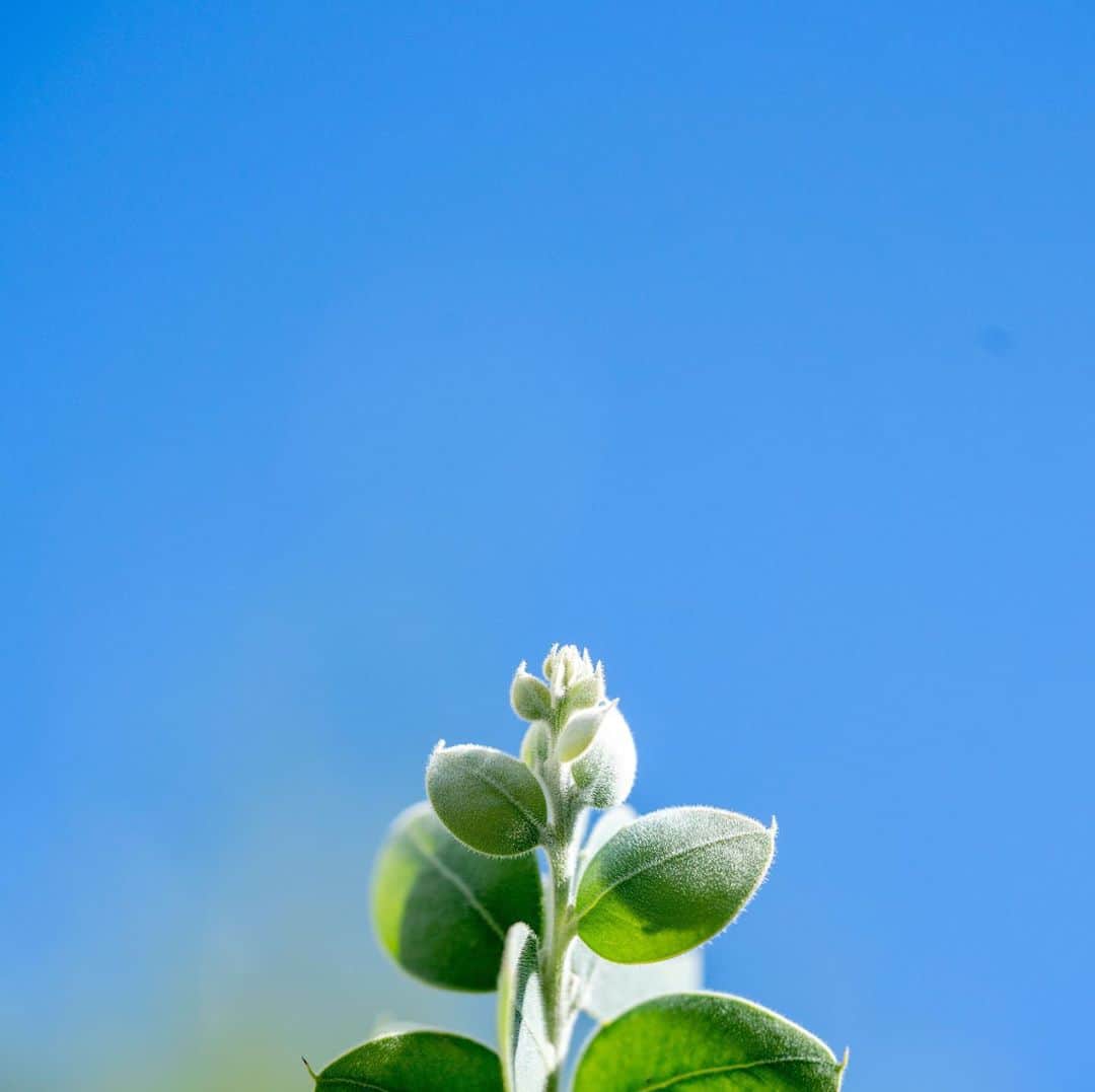 近藤研二さんのインスタグラム写真 - (近藤研二Instagram)「一昨年の春に植えたミモザの苗が背丈ほどの大きさに成長し、小さな蕾をつけた。来春こそは花を咲かせてくれそうだ。  拙者の接写祭り、またいつか。  #ミモザ #パールアカシア」11月10日 12時52分 - kenjikond0