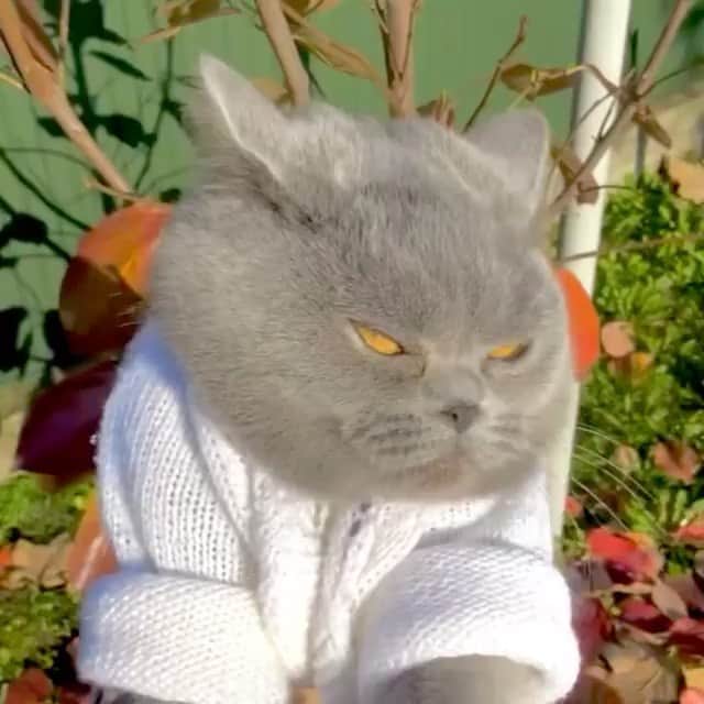 The Cats Of Instagramのインスタグラム：「#Repost • @scottish_sis 🍂enjoy the last month of autumn this year. do you like autumn?🍂」