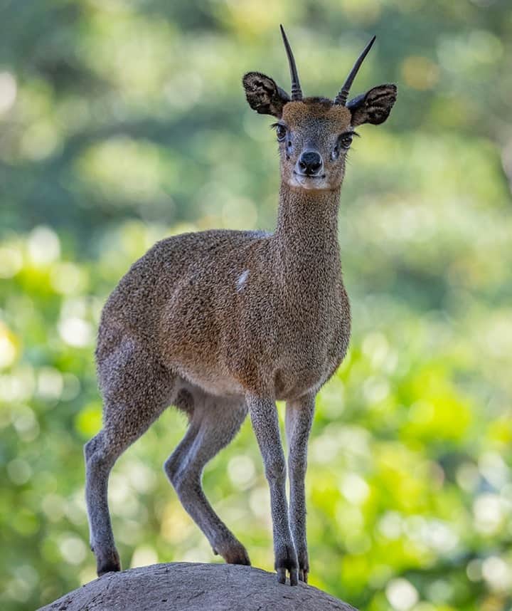 San Diego Zooさんのインスタグラム写真 - (San Diego ZooInstagram)「Would you like a klipspringer on the rocks? These pint-sized antelopes are hardly ever seen off the rocks. A klipspringer's delicate-looking feet are specially adapted for traction on rocky surfaces, with a slight suction-cup effect. #KlipKlipHooray #KlipOnTheRocks #PintSizedAntelope #Klipspringer #SanDiegoZoo」11月10日 13時00分 - sandiegozoo