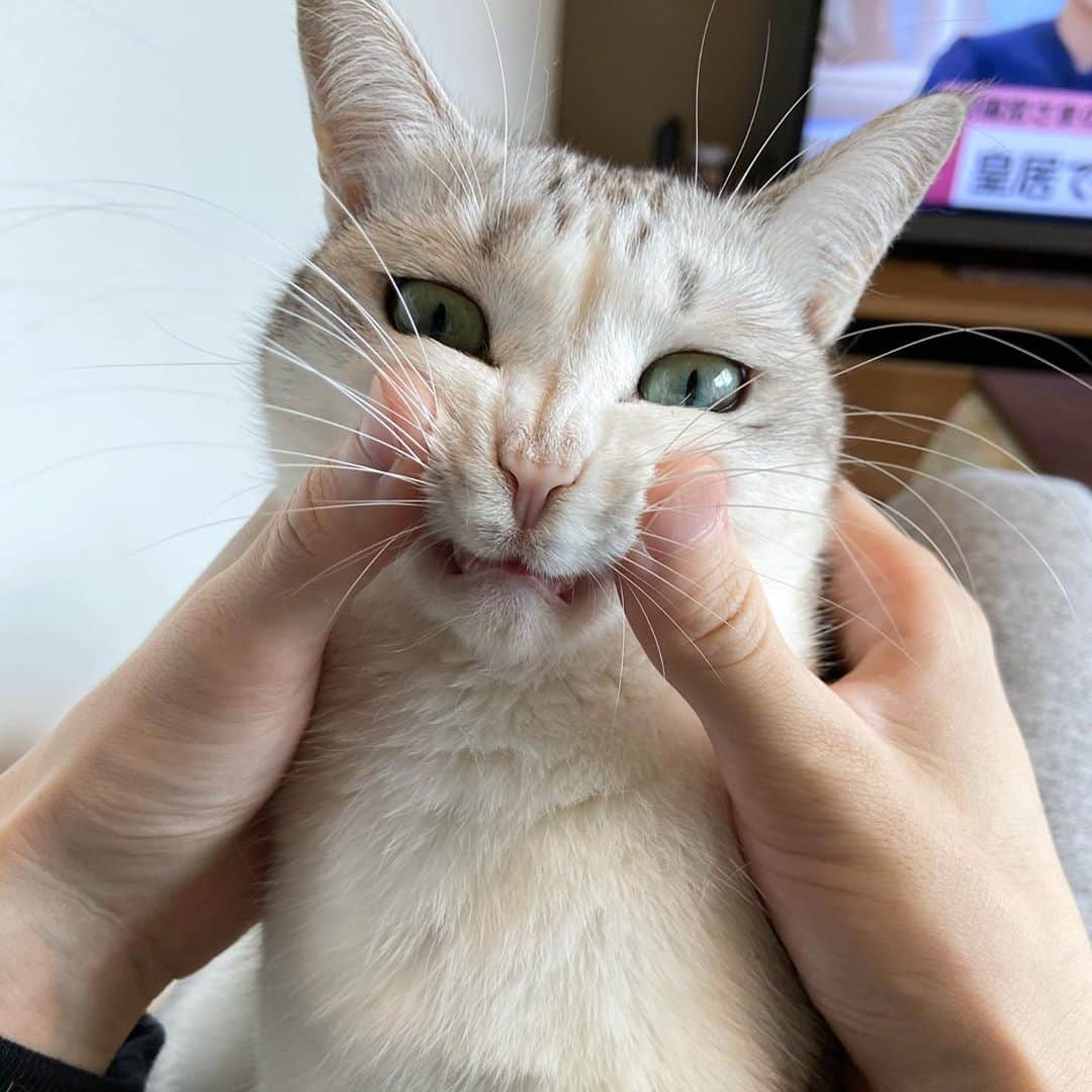 つるちゃんのインスタグラム：「むぎゅ😐😐 .  #猫 #ねこ #にゃんこ #美猫 #ねこ部 #ふわもこ部 #ねこすたぐらむ #ペコねこ部 #猫好きさんと繋がりたい #にゃんすたぐらむ #cat #neko #instacat #catstagram #instagramcats  #catsconnect #meowbox #picneko #bestmeow #catsofinstagram #meowed #rakutenpet」