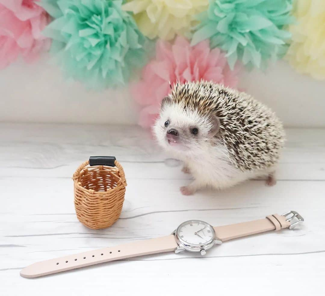 ラド&ティンクさんのインスタグラム写真 - (ラド&ティンクInstagram)「* ⌚︎🧺🦔  model ：Ocean  @liakulea_japan  リアクレアの時計  Luana S02L 32mm  Luanaとはハワイ語で『ゆったりしたくつろぎ時間』って意味。  「天然シェル」を使った文字盤が角度によって表情を変えて素敵。  10%クーポンコード radotkf42 （本日より1年間有効）  おーしゃんの皮膚検査の結果が出たので、今日これから詳しく聞いてきます。 心配なものではなくて、軽いアレルギーかなぁとの事みたい。  そして今日の #ちょらルーベビー  @tacakotan  @konacyora_m3   緑帽子の子の紹介。 この子は最初、スマカメで見てたらアルビノかなと思うくらい真っ白なハリだったのだけど、 お顔は目も黒くてチークもあるの。 頭近くのハリが少しだけ、色づいてきたかな？ まだ性別は不明だって。 毎日の変化が楽しみ❤️  #おーしゃん #はりねずみ #ハリネズミ #針鼠 #ヨツユビハリネズミ #ヘッジホッグ  #ペット #ふわもこ部 #モフモフ #hedgehog #pygmyhedgehog #lovelypet #cuteanimals #hedgehogfamily #hedgie #Hérisson #igel#riccio #Erizo #고슴도치 #刺猬  #リアクレア #時計 #腕時計 #liakulea #ハワイ #手元倶楽部」11月10日 13時25分 - rado_pompon