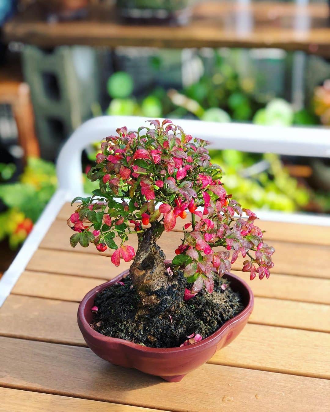 金成公信のインスタグラム：「コマユミも色付き始めましたね。^ ^ #コマユミ #盆栽 #bonsai #bonsaijapan #japanesebonsai #wabisabi #bonsailovers #bonsailife #bonsaitree #bonsaiart #bonsaigram #bonsaiworld #plants #tree #greenlife #greenlifestyle #苔 #moss #睡蓮 #睡蓮鉢 #ビオトープ #biotope #メダカ #waterlilybowls」