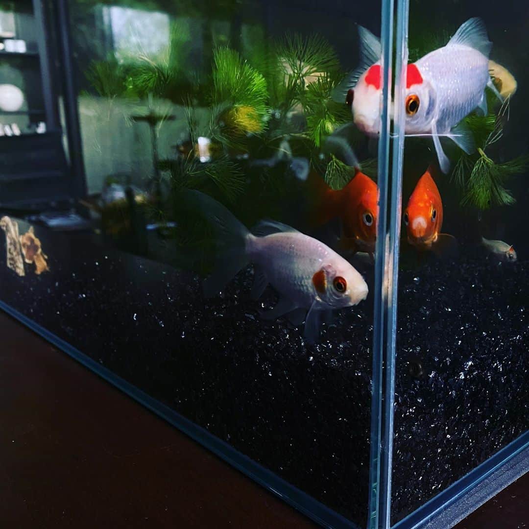 TOGGYのインスタグラム