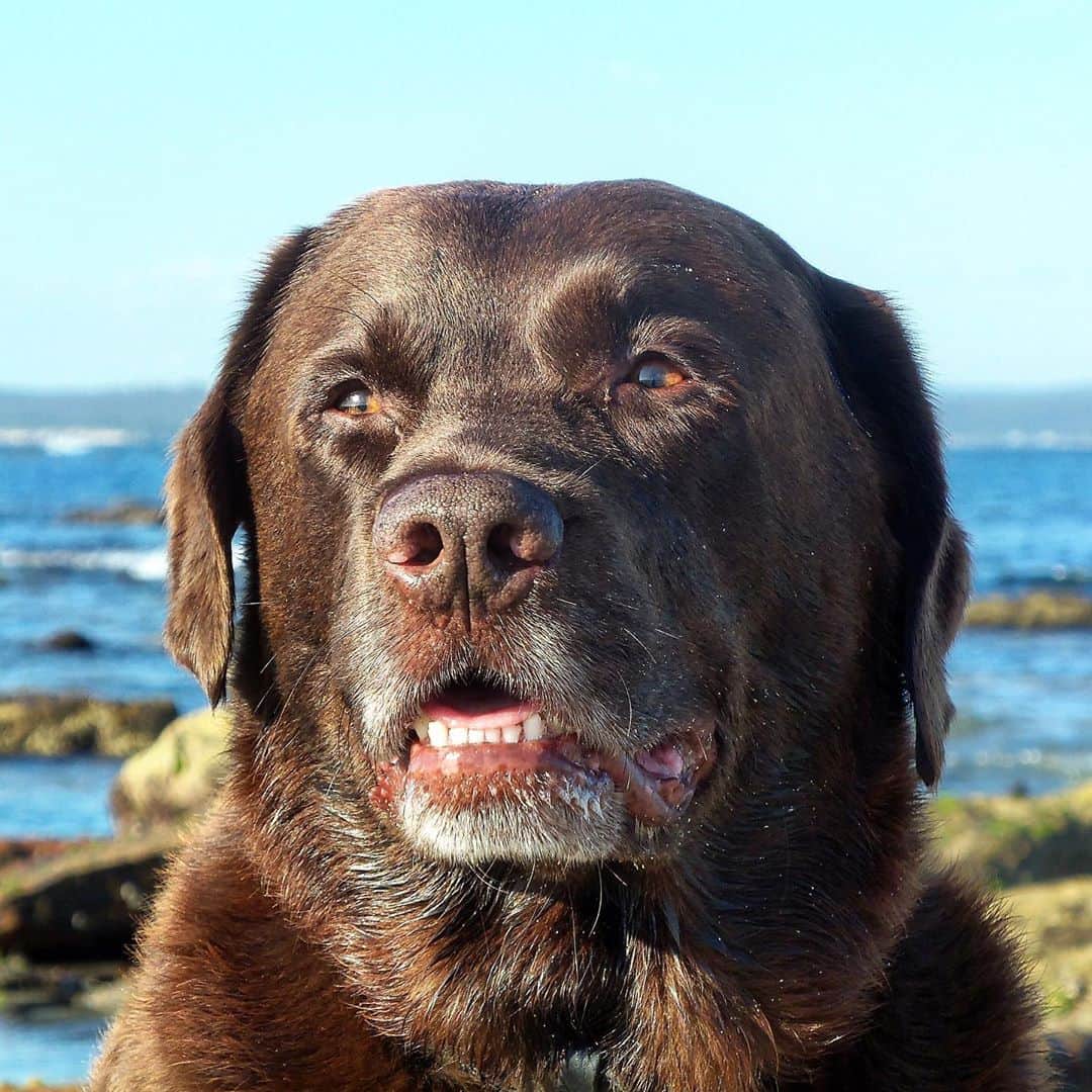 シャーニ・ヴィンソンのインスタグラム：「Happy Birthday in heaven Mocha! We love and miss you so much 💙」