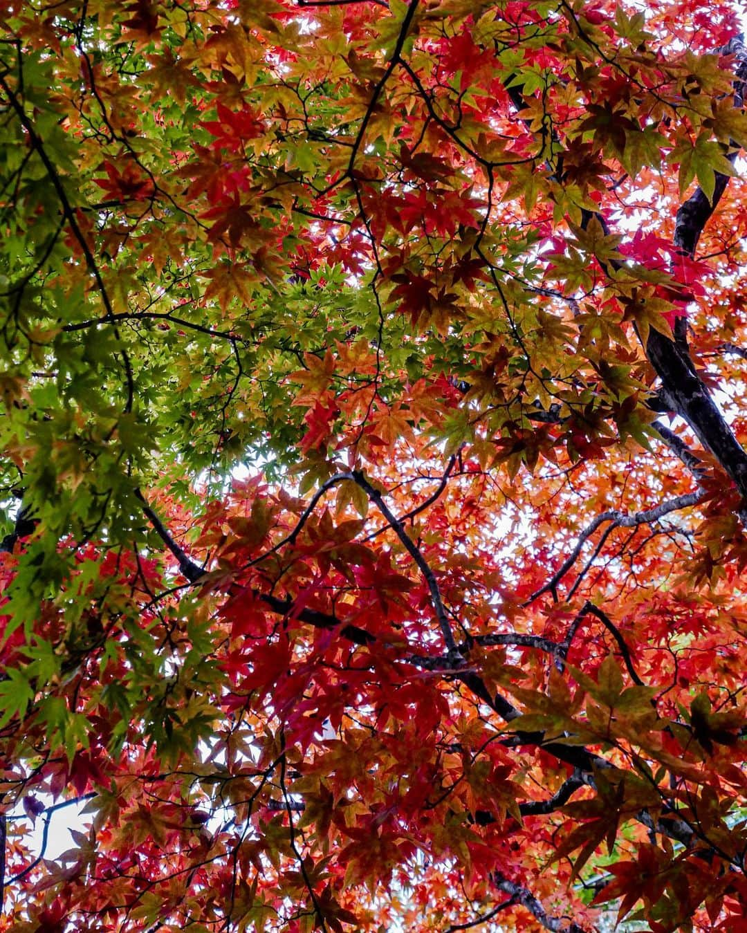 羽石杏奈さんのインスタグラム写真 - (羽石杏奈Instagram)「Colorful Maples🍂💛🍁🇯🇵 もみじの色づきが綺麗すぎて、 ドライブ中に立ち止まった場所！ 自然って、四季って、本当に美しい🤎 . 最近はもう完全に食欲の秋の毎日です🌰 栗とかかぼちゃとか、秋のスイーツって たまらなく美味しいよね〜大好き🤤♡ みんなが好きな秋の味覚は？🥨」11月10日 13時39分 - hawaiianna913