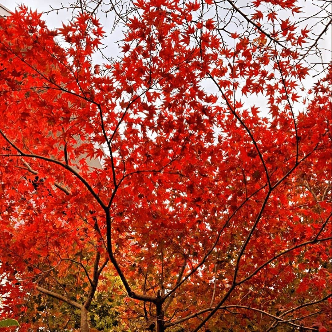 彩住宅さんのインスタグラム写真 - (彩住宅Instagram)「平安蚤の市へ。  いい季節です🍁」11月10日 14時11分 - saijyutaku