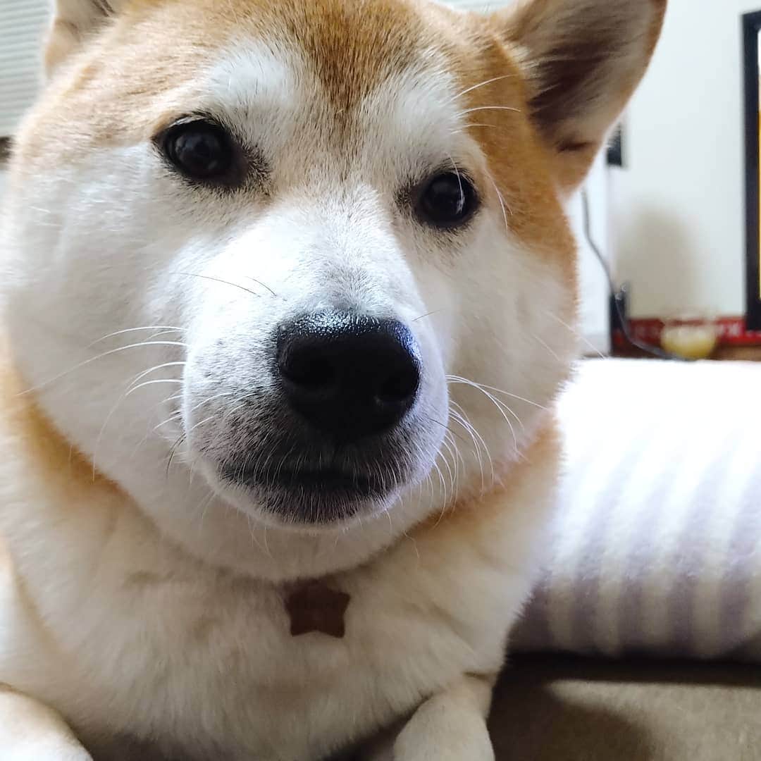 柴犬⭐️サスケのインスタグラム：「こんにちワン #柴北会#柴犬#赤柴#犬ら部#ふわもこ部#わんだフォ#いぬのいる暮らし#🐶#🐶📷 #pecoいぬ部 #shibagram #shibastagram #shibasnap #北海道#茶助#ストーブ#ストー部#ぬくぬく」