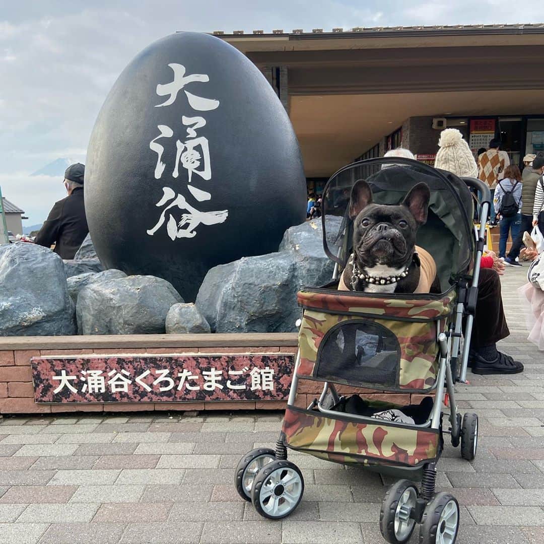 北川珠望のインスタグラム：「✯ ✯ ✯ #大涌谷  行くのに大渋滞だったのに、 滞在時間15〜20分程度 #黒たまご 食べて終了。 . 1〜2枚目、黒たまごの左奥に富士山。 . #箱根旅行 #ペットと旅行  #frenchbulldog #frenchbull #musashi #フレンチブルドッグ #フレブル #ブヒ #ブリンドル #武蔵 #犬 #프렌치불독 #634 #愛犬 #愛犬家 #親バカ ✯ ✯ ✯」