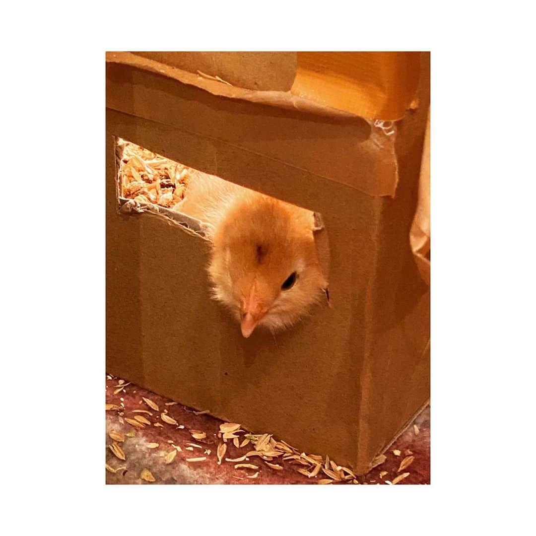 神田うのさんのインスタグラム写真 - (神田うのInstagram)「可愛すぎる我が家のヒヨコちゃん達🐥🐥🐥🐥🐥🐥 ダンボール📦の窓からお顔を出す姿も可愛い過ぎ😍 娘はすっかりヒヨコママ🐣しています🤣  #アローカナ#ヒヨコ#ヒヨコちゃん#ひよこ#ひよこちゃん#可愛い#我が家のヒヨコちゃん#我が家のひよこ#神田うの#unokanda#期間限定#ひよこ飼育#ヒヨコ飼育#期間限定ひよこ#飼育#窓からお顔#窓から顔#窓から顔出し#可愛い過ぎる#可愛い過ぎ」11月10日 14時32分 - unokandaofficial