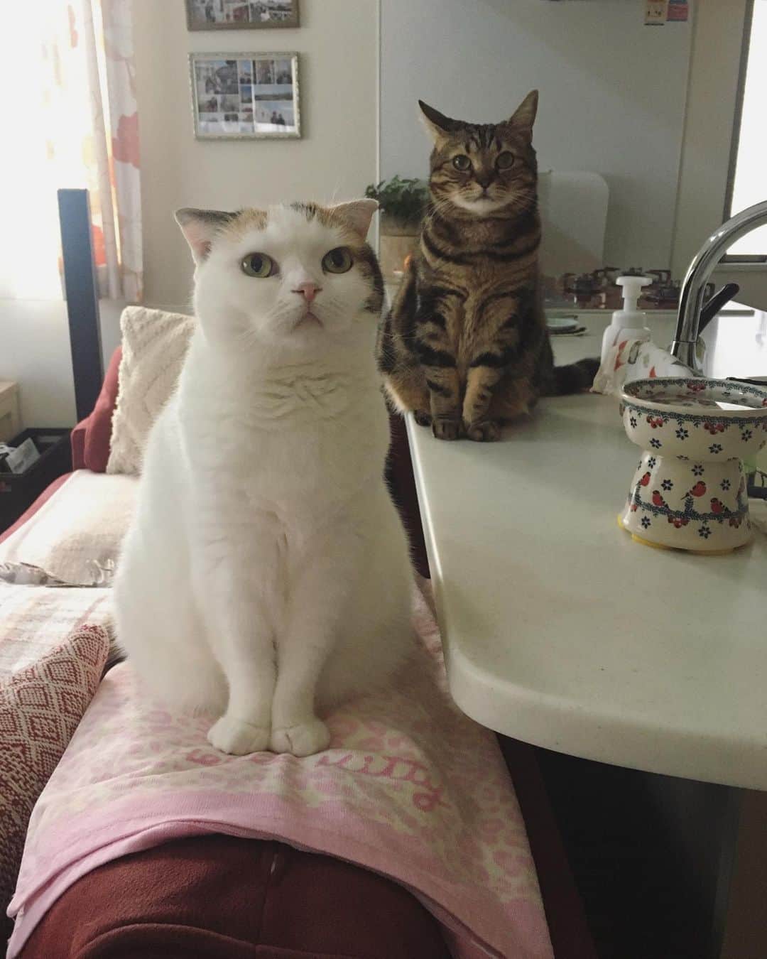 ありす & まりあのインスタグラム：「Hello 💕 おやつは何かにゃ。」