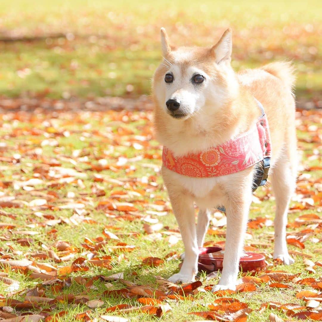 meekooのインスタグラム：「こないだのキラキラりんりん✨ 2020.11.8 #また公園に行こうね🐾」