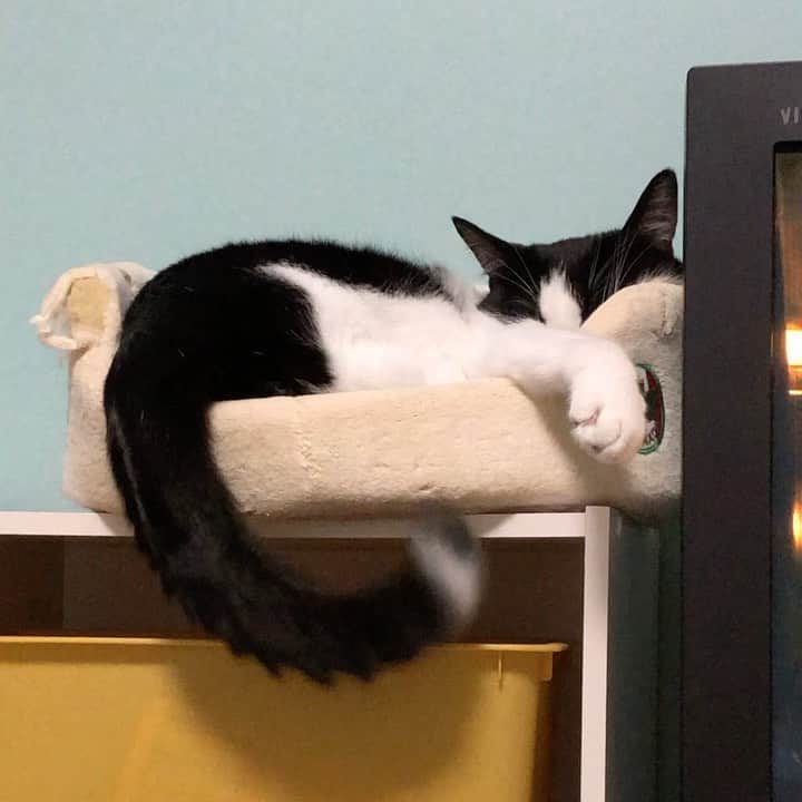 ぽんずのインスタグラム：「わりと激しめな夢見てる…  #ねこ#猫#cat#猫好き#親バカ#はちわれ#ハチワレ#はちわれ猫#ハチワレ猫#白黒猫部#にゃんすたぐらむ#ilovecat#猫大好き#うちの猫自慢#白黒猫 #我が家のぽんずくん #ちゅーちゅー妖怪」