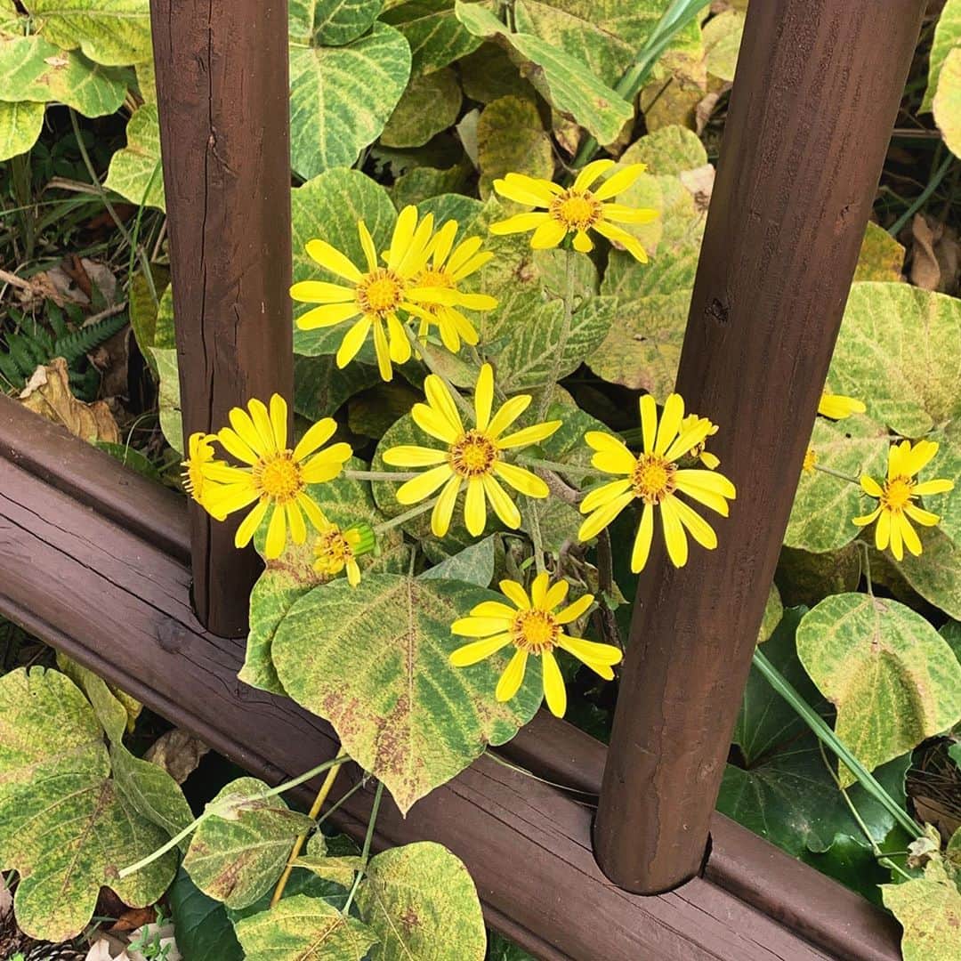 ユン・アラのインスタグラム：「🌼 공구는 잘 마감되었어요 :) 정말 감사합니다   배송은 순차적으로 진행 될 예정이에요 ! 다른 문의사항은  ➿카카오채널 aramood 로 부탁드릴게요➿」