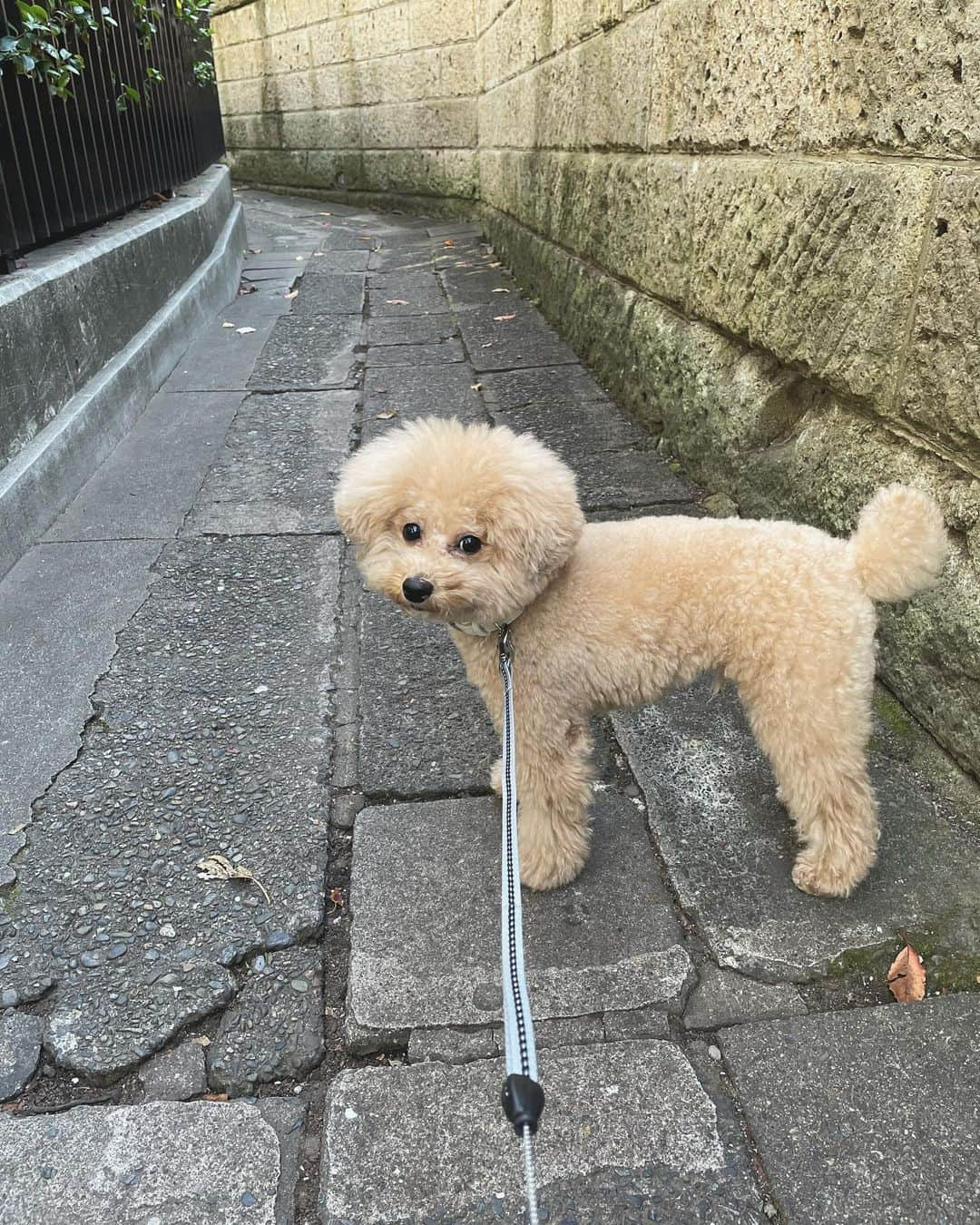 佐倉真衣さんのインスタグラム写真 - (佐倉真衣Instagram)「今日はふたりでゆっくりベッタリな日。 やっと時間作れた🕒 いつも我慢させてしまってごめんね。 . #🐶👩🏼 #charles #シャルルさん」11月10日 15時52分 - maitanaka20