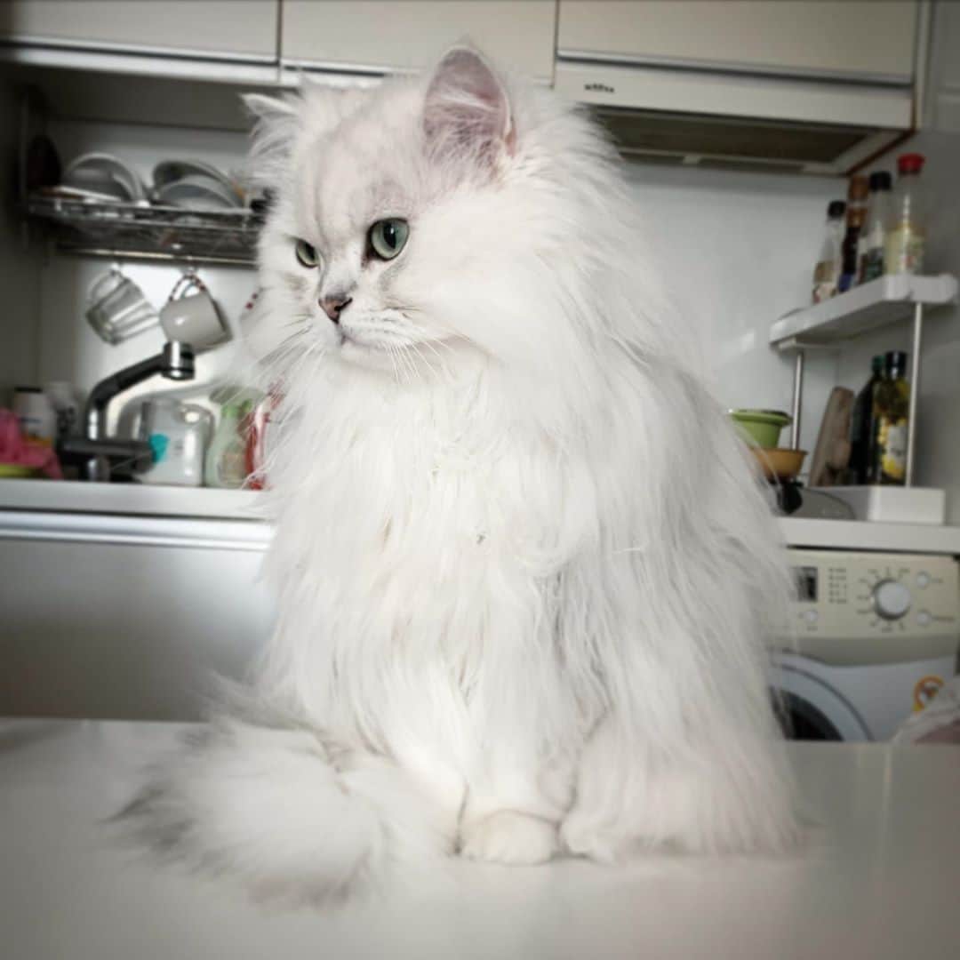후추네큰언니のインスタグラム：「간식 습식 금지된 고양이 😫 슬픈 후추쓰」