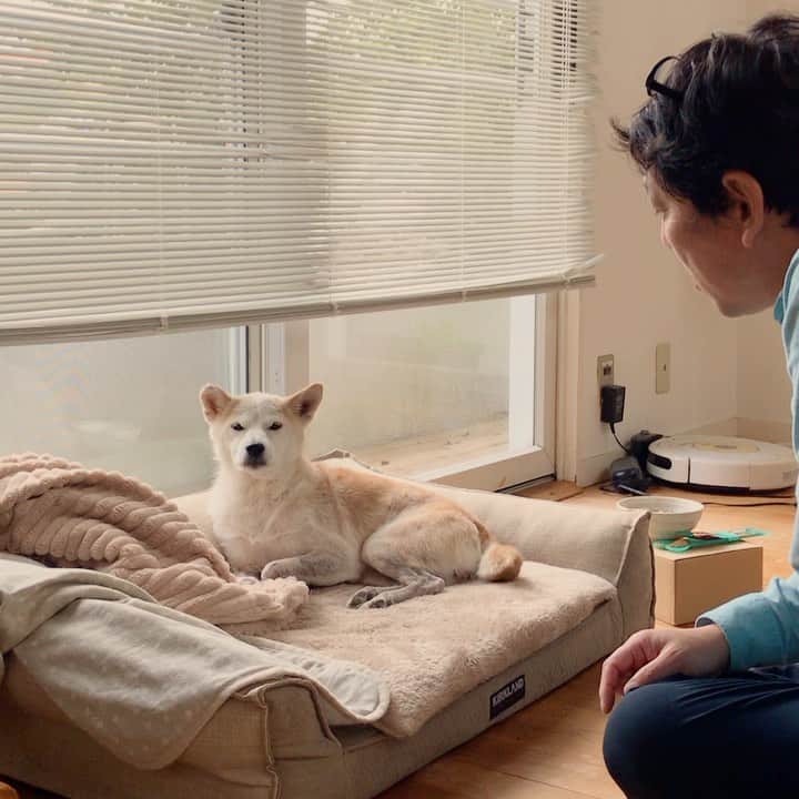 柴犬リリコのインスタグラム：「ポーカーフェイスが喜怒哀楽を表す尻尾😂 #ママを見て喜んでます #尻尾ピピピ #尻尾は嘘をつかない #ツンデレ」