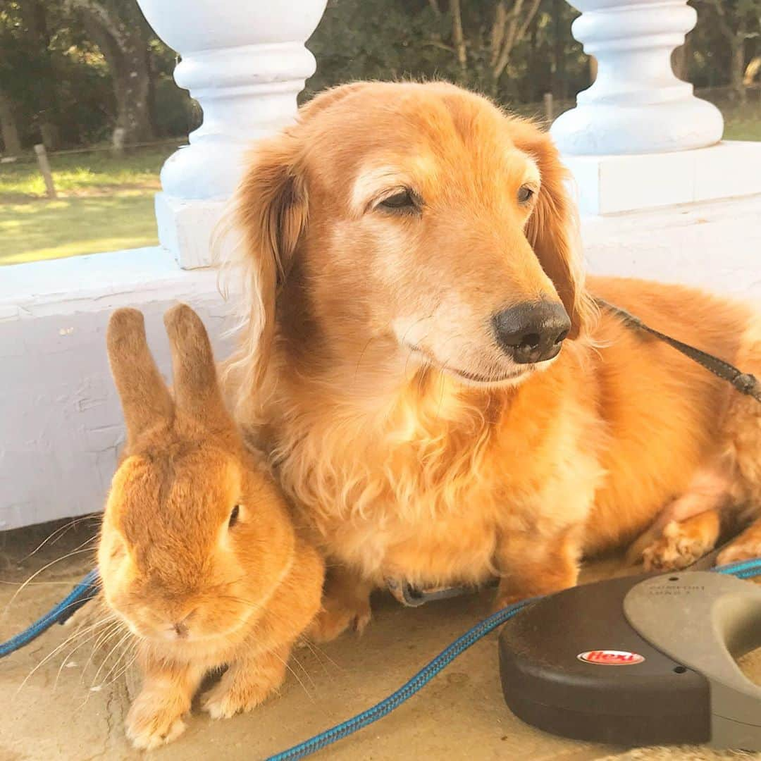 Chieko Shibutaさんのインスタグラム写真 - (Chieko ShibutaInstagram)「たろー🐶&うじゃこ🐰地方☀️  お昼のさんぽ🍁 ポカポカ　背中があったかい🤭 日光浴🐶🐰💤💕  ❤️😊 💕✨🐶🍀🐰✨💕 #わんこの散歩 #dachshund #dachshunds #dachshundlove #dog #dogs #doglove #instadog #instagram #instagood #pet #pets #petsagram #cute #cutepe #cutepet #cutedog #cuteanimals #likes #smile #rabbit #ラビット #ミニュチュア #ミニュチュアダックス  #ミニュチュアダックスフント #うさぎ部 #うさぎ #ダックス #ダックスフンドロングヘアー#犬とうさぎ」11月10日 16時34分 - chieko.81