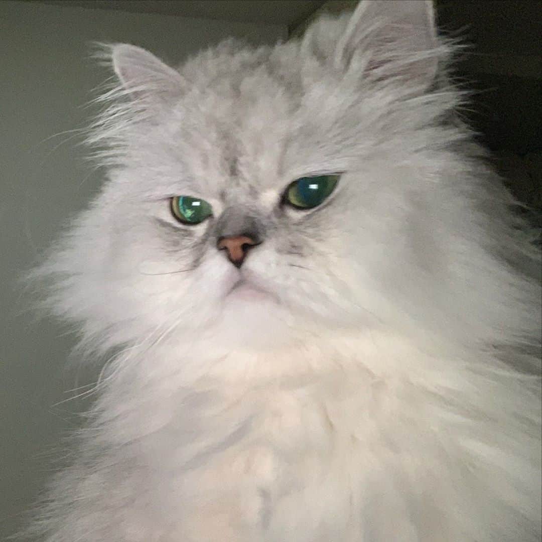 河西美希さんのインスタグラム写真 - (河西美希Instagram)「カッコいい  #ペルシャ猫 #チンチラシルバー #ねこすたぐらむ #ねこさん #ふぉーさん #CAT #ネッコ #ねこ #猫 #ネコ #animal」11月10日 16時40分 - mikipon1111