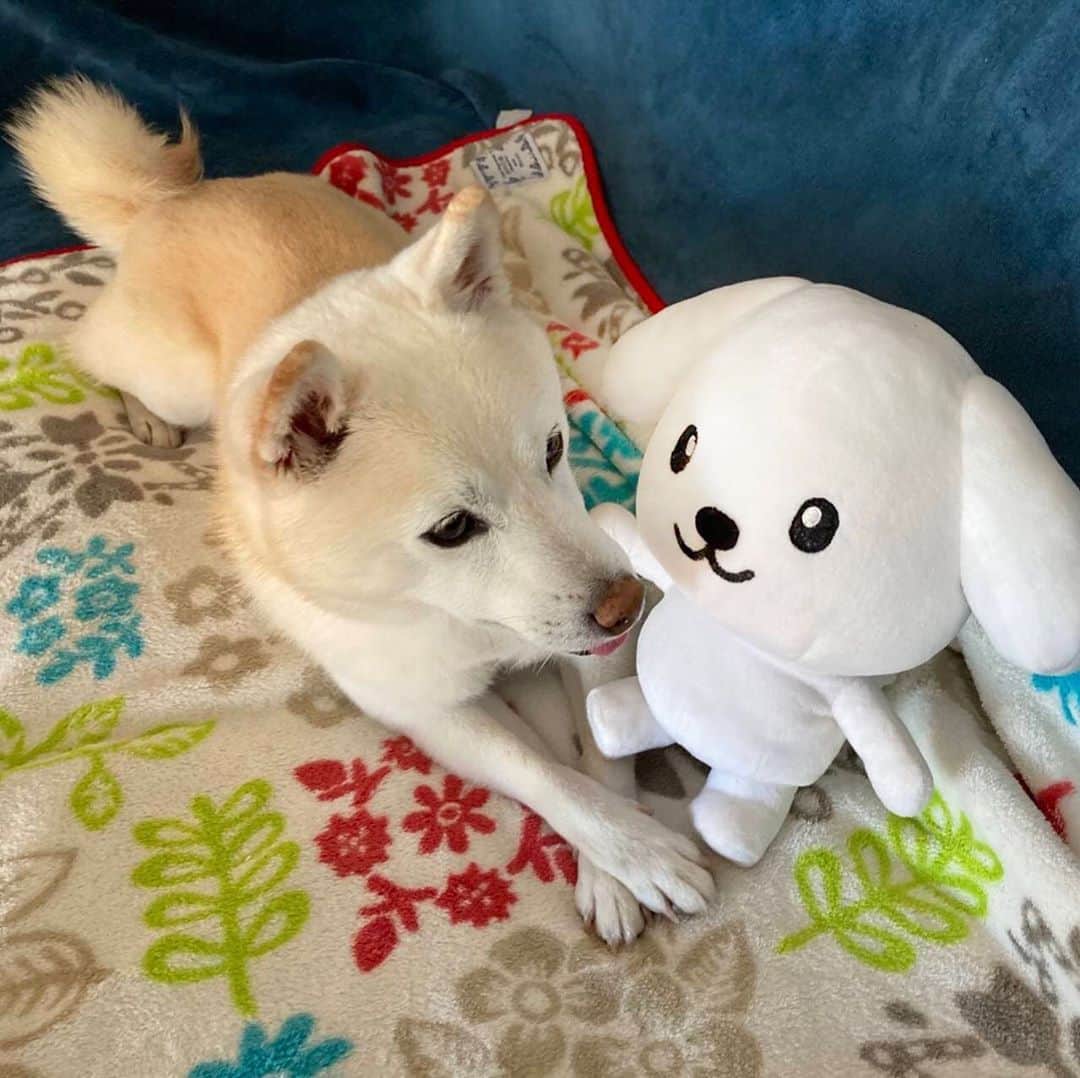 のインスタグラム：「【ダス犬のおともだち紹介】 豆柴の柑太(かんた)くんはとっても人見知り。 ダス犬のこともはじめは探り探りだったけれど、ソファに登ったり少しずつ近づいて一生懸命仲良くなろうとしたら、さいごは柑太くんも近づいてきてくれたよ！  #ダス犬のおともだち  #犬好きさんと繋がりたい  #いぬすたぐらむ  #犬のいる暮らし  #犬のいる生活  #ふわもこ部  #犬バカ部  #犬部」