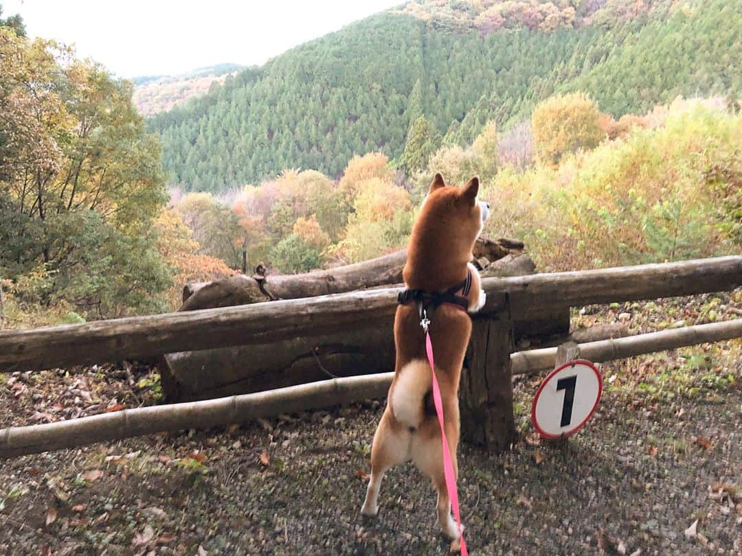 せんべえさんのインスタグラム写真 - (せんべえInstagram)「ぼかぁ紅葉とドラム缶の中が気になるわけで！ #あたしゃ後ろ足が気になるわけで #後ろ足の限界 #全力の伸び #足短か #せんべえ #柴犬 #shibainu」11月10日 16時49分 - akiresh