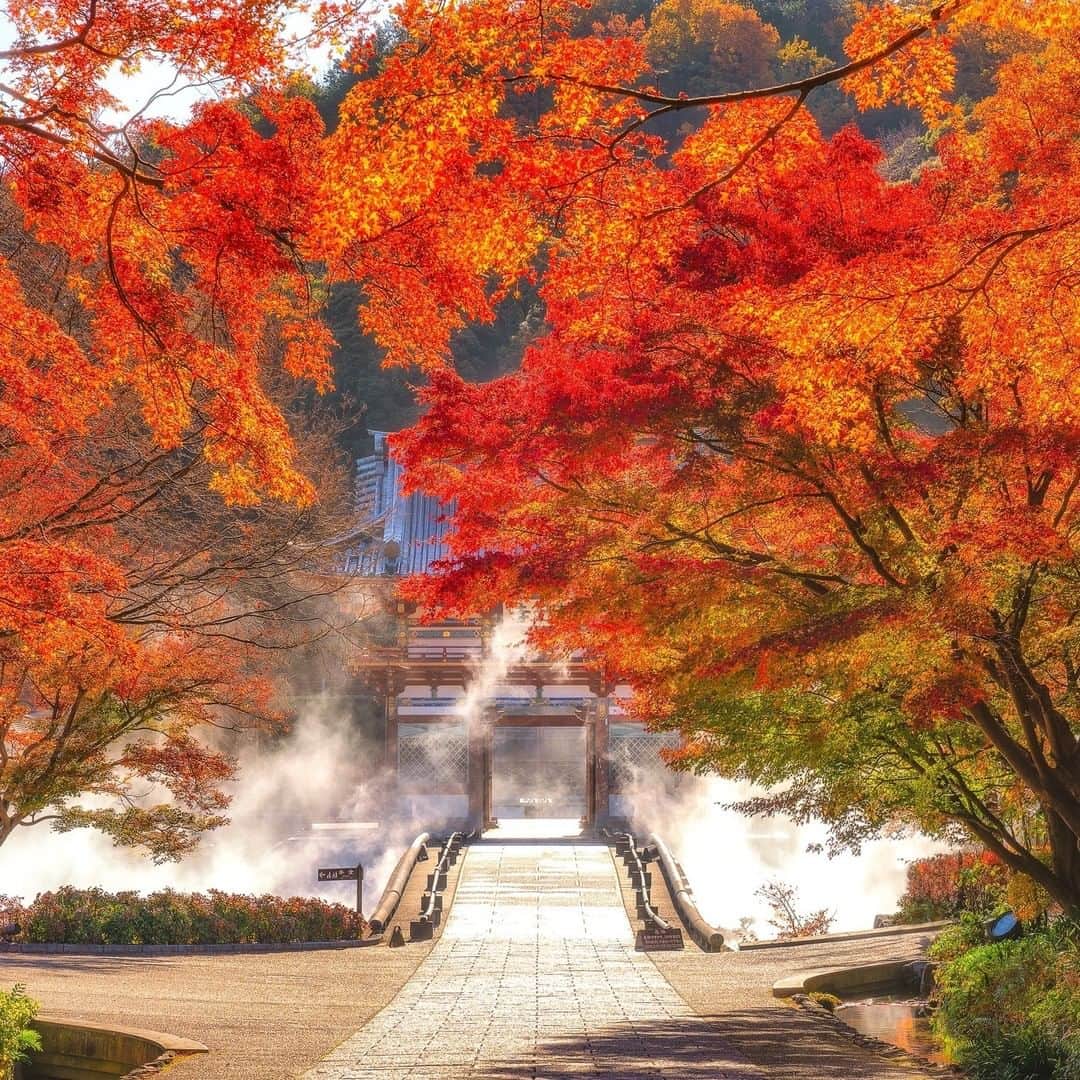 関西電力株式会社さんのインスタグラム写真 - (関西電力株式会社Instagram)「＼大阪の歴史ある紅葉スポット🍁／ こちらは大阪・箕面市にある勝尾寺の風景✨ あざやかに色づいた紅葉の奥に見える霧に包まれた橋と山門。くぐり抜けたその先には、一体どんな景色が見えるのでしょうか？ . ※写真は過去に撮影したものです --------------- 《投稿をご覧の皆さまへ》 関西電力Instagramでは、関西地方の灯、あたたかみのある風景のお届けを通して、皆さまの心に灯りがともるような癒しをお届けしてまいります。 外出の際は引き続き感染予防の徹底を心がけましょう。 --------------- . #紅葉 #もみじ #紅葉狩り #神社仏閣 #お寺  #日本の風景 #秋の風景 #寺社 #日本の秋 #お寺好き #大阪 #神社仏閣巡り #大阪観光　#お寺巡り #勝尾寺 #loves_united_japan #ダレカニミセタイケシキ #bestphoto_japan  #灯 #ptk_japan #絶景delic #日本の絶景 #絶景辞典 #貴重な体験 #景色最高 #tripgramjp #best_expression_night  #あえてシェア #お写んぽ　#インスタスポット」11月10日 17時00分 - kanden.jp