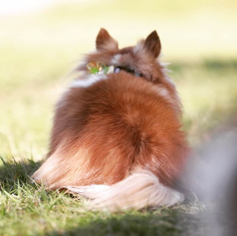 犬小屋??さんのインスタグラム写真 - (犬小屋??Instagram)「意思表示中のあたり様。 後ろ姿には、哀愁溢れてますね（笑）  #chihuahua  #犬小屋 #chihuahuastagram  #チワワ #チワワのいる暮らし  #チワワ大好き  #ちわわ部  #ちわすたぐらむ  #canon  #my_canon  #canon_photos  #あたりすたぐらむ  #ファインダー越しの私の世界 #my_eos_photo」11月10日 17時01分 - tiwa1109