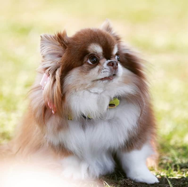のインスタグラム：「意思表示中のあたり様。 後ろ姿には、哀愁溢れてますね（笑）  #chihuahua  #犬小屋 #chihuahuastagram  #チワワ #チワワのいる暮らし  #チワワ大好き  #ちわわ部  #ちわすたぐらむ  #canon  #my_canon  #canon_photos  #あたりすたぐらむ  #ファインダー越しの私の世界 #my_eos_photo」