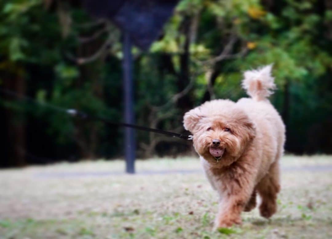 パパイヤ鈴木さんのインスタグラム写真 - (パパイヤ鈴木Instagram)「近くの公園までお散歩(^^) #トイプードル」11月10日 17時13分 - papaya_suzuki