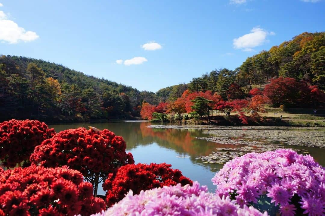 福島県さんのインスタグラム写真 - (福島県Instagram)「【蛇の鼻（じゃのはな）】  元々は明治の豪農が造ったという庭園。当時植えられた樹齢100年を超えるカエデが水面を彩り、今もなお、人々の目を楽しませています。  #花と歴史の郷蛇の鼻 #本宮市 #福島県 #motomiyacity #fukushima #traveljapan #futurefromfukushima #ふくしまからはじめよう #新しい生活様式からはじめよう」11月10日 17時16分 - realize_fukushima