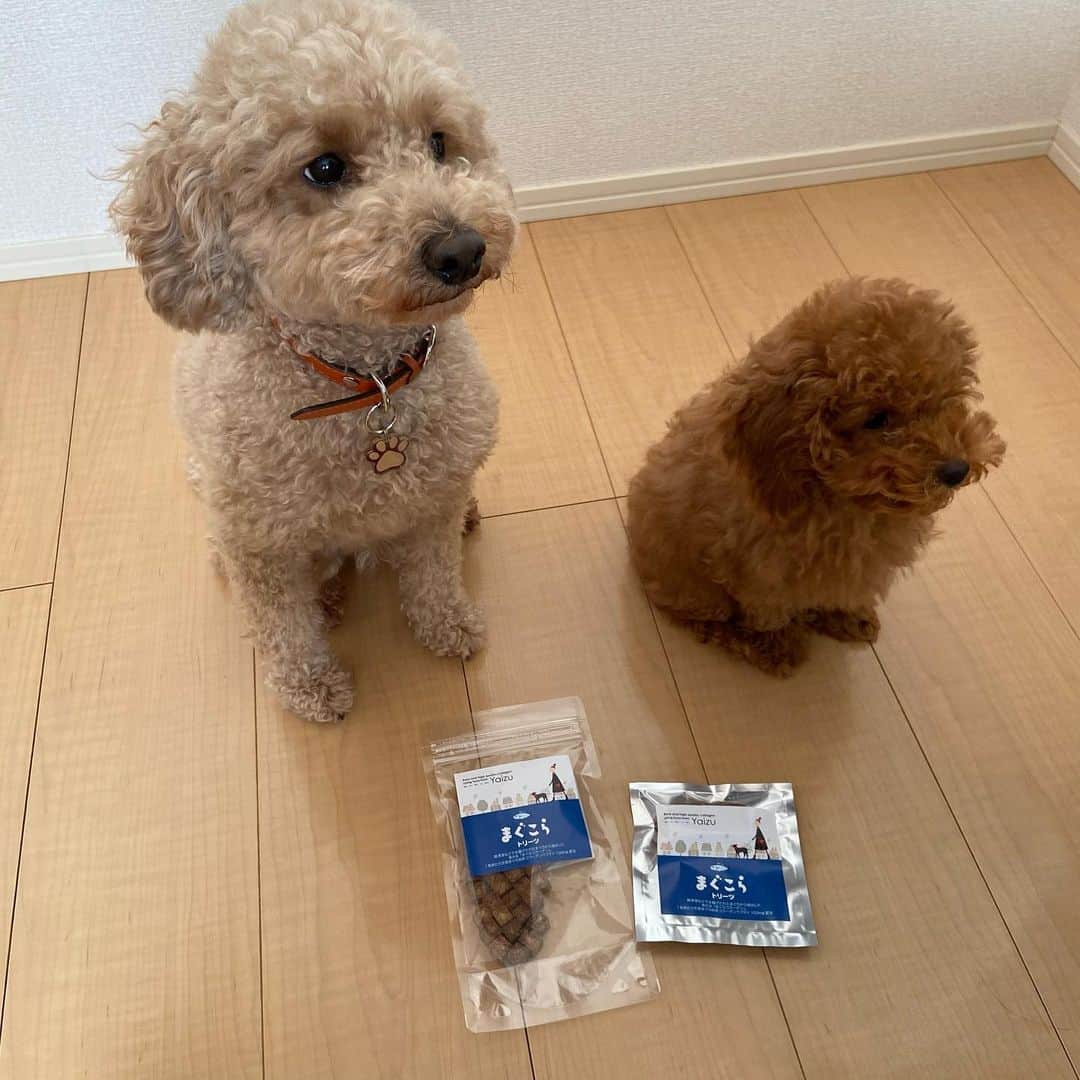 のインスタグラム：「いつもお世話になっている「オレは摂取す」を提供していただいているダイトー水産様からマグロコラーゲンペプチドを配合した犬用おやつの「まぐこら」を頂きました！ ありがとうございます😊 犬の健康のためにすごく良いので皆さんも是非犬のおやつに「まぐこら」を買ってみてください🐶 モコもティムもすごく喜んで食べてました☺️ #オレは摂取す#まぐこら#ダイトー水産株式会社#藤枝MYFC#愛犬#健康#犬のおやつ」