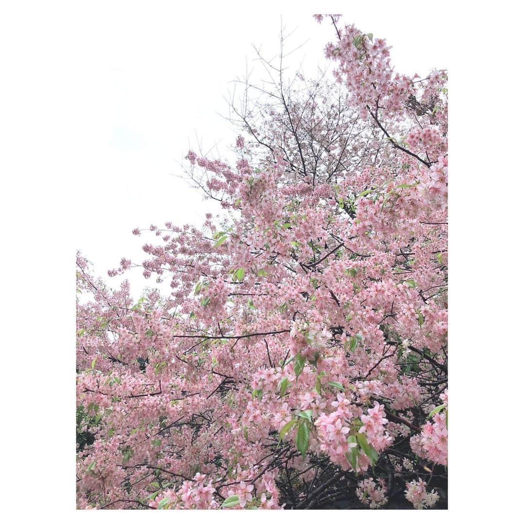 理絵さんのインスタグラム写真 - (理絵Instagram)「家から最寄りの駅へ行く途中にちょっと寄り道して  毎年この時期に咲くヒマラヤ桜そろそろかしら？と、のぞいてみたら  雨の中、強く美しく咲いていました🌸  #ヒマラヤ桜 #桜 #sakura #벚꽃 #ciliegio #cherryblossom #flowers #flower #fiore #꽃 #花 #tokyo #japan」11月25日 11時54分 - ____rie____